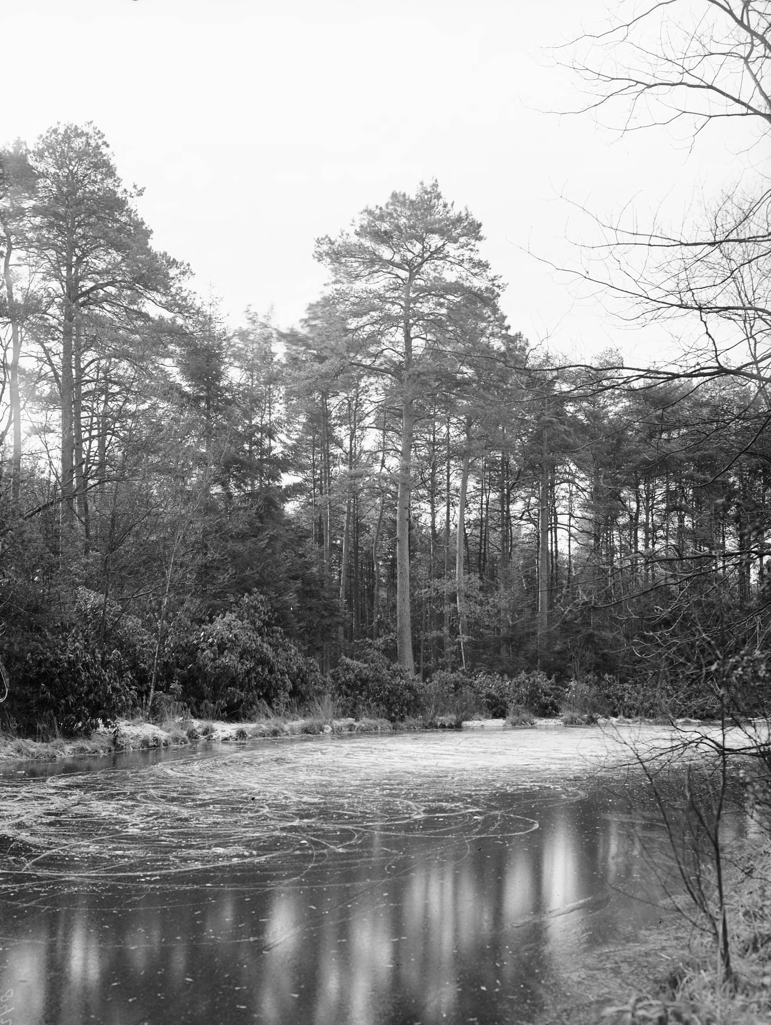 Fotocollectie Nederlandse Heidemaatschappij — Grove den op landgoed Luchtenburg — Foto: Fotograaf Onbekend / Heidemij. Licentie: Set B: Rechtenvrij / Publiek Domein. Bron: Nationaal Archief. http://hdl.handle.net/10648/ae421d12-d0b4-102d-bcf8-003048976d84