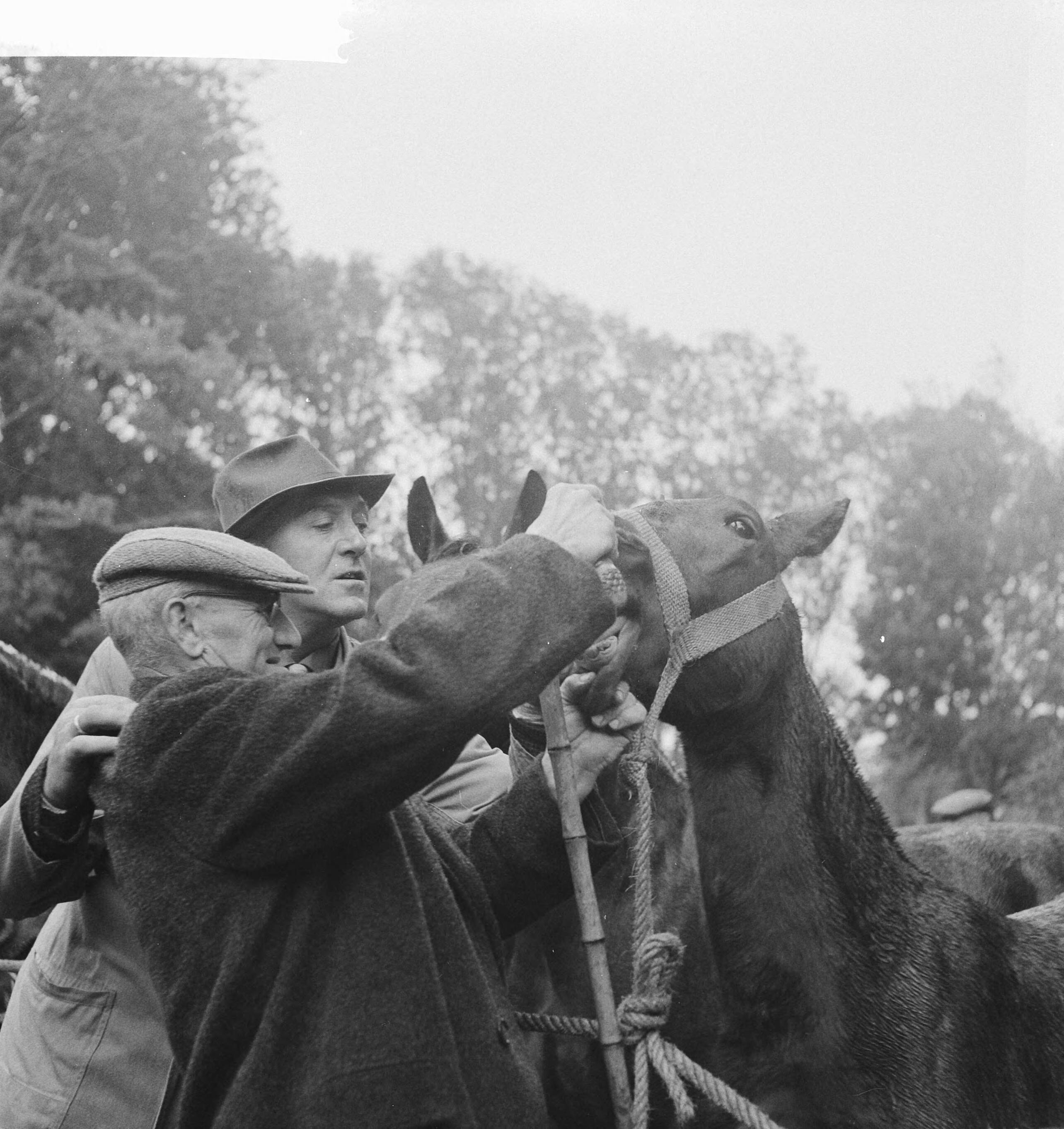 Fotocollectie Anefo — Paardemarkt in Zuidlaren. Kopers bij paard — Foto: Koch, Eric / Anefo. Licentie: Set B: Rechtenvrij / Publiek Domein. Bron: Nationaal Archief. http://hdl.handle.net/10648/a9e7d39c-d0b4-102d-bcf8-003048976d84