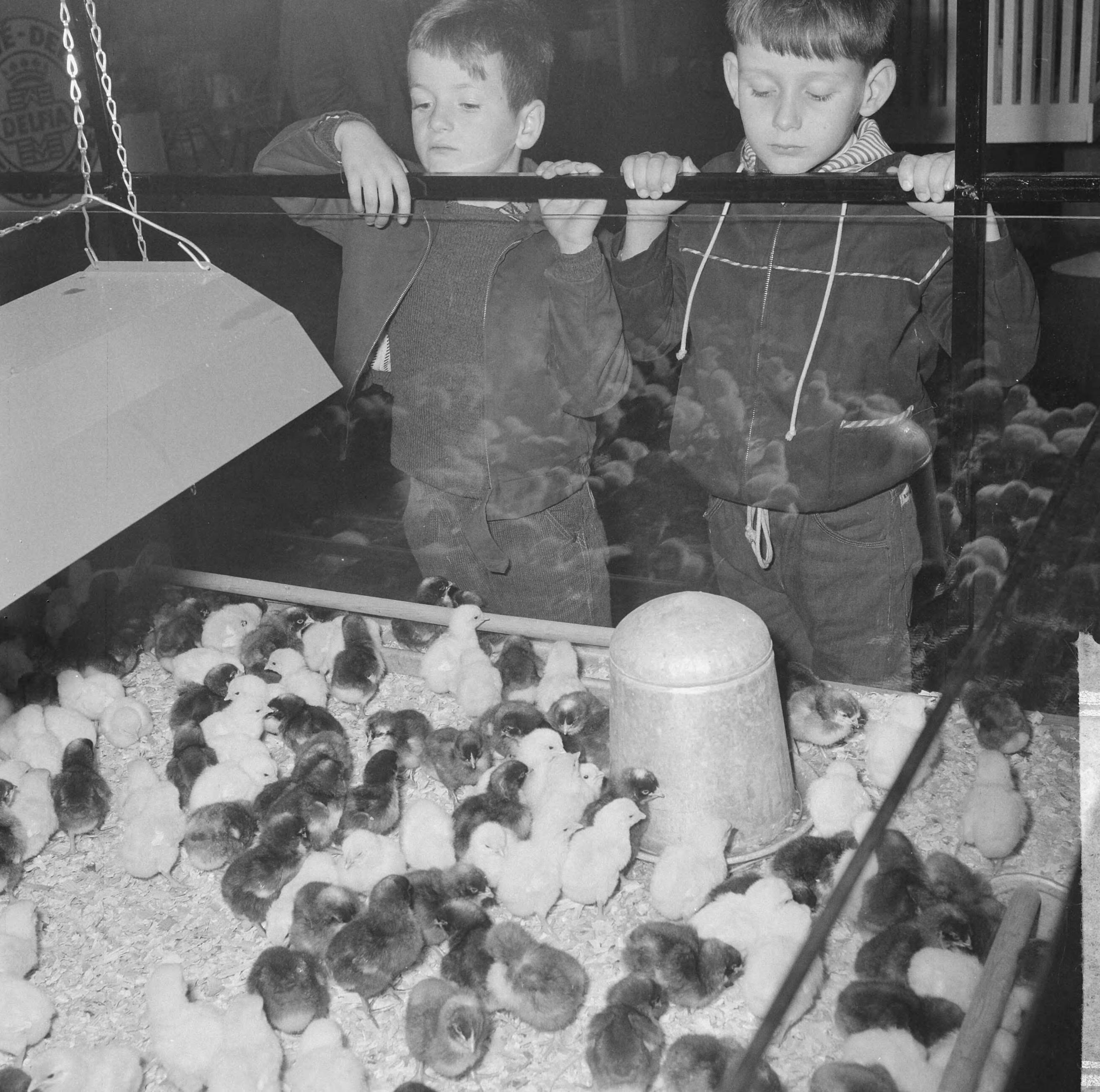 Fotocollectie Anefo — Pluimveetentoonstelling te Utrecht, twee jeugdige bezoekers bij de kuikens — Foto: Nijs, Jac. de / Anefo. Licentie: Set B: Rechtenvrij / Publiek Domein. Bron: Nationaal Archief. http://hdl.handle.net/10648/aa1e8a40-d0b4-102d-bcf8-003048976d84