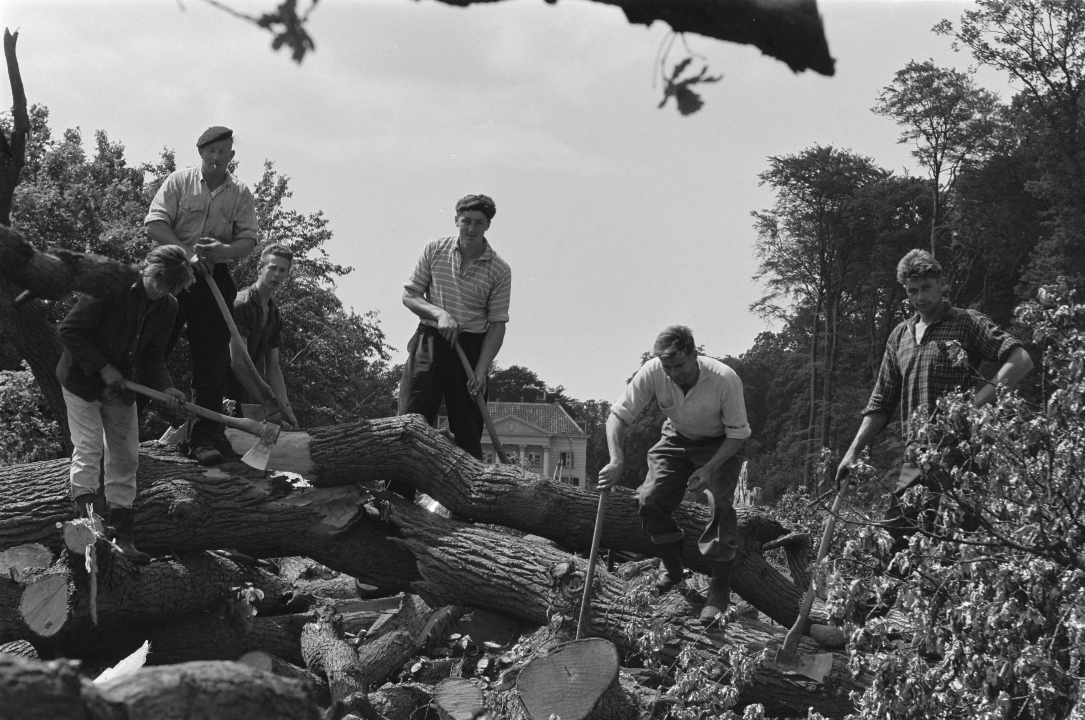 Fotocollectie Anefo — Bomen worden geveld langs de Spanjaardslaan in de Haarlemmer Hout — Foto: Pot, Harry / Anefo. Licentie: Set B: Rechtenvrij / Publiek Domein. Bron: Nationaal Archief. http://hdl.handle.net/10648/a9d6f69e-d0b4-102d-bcf8-003048976d84