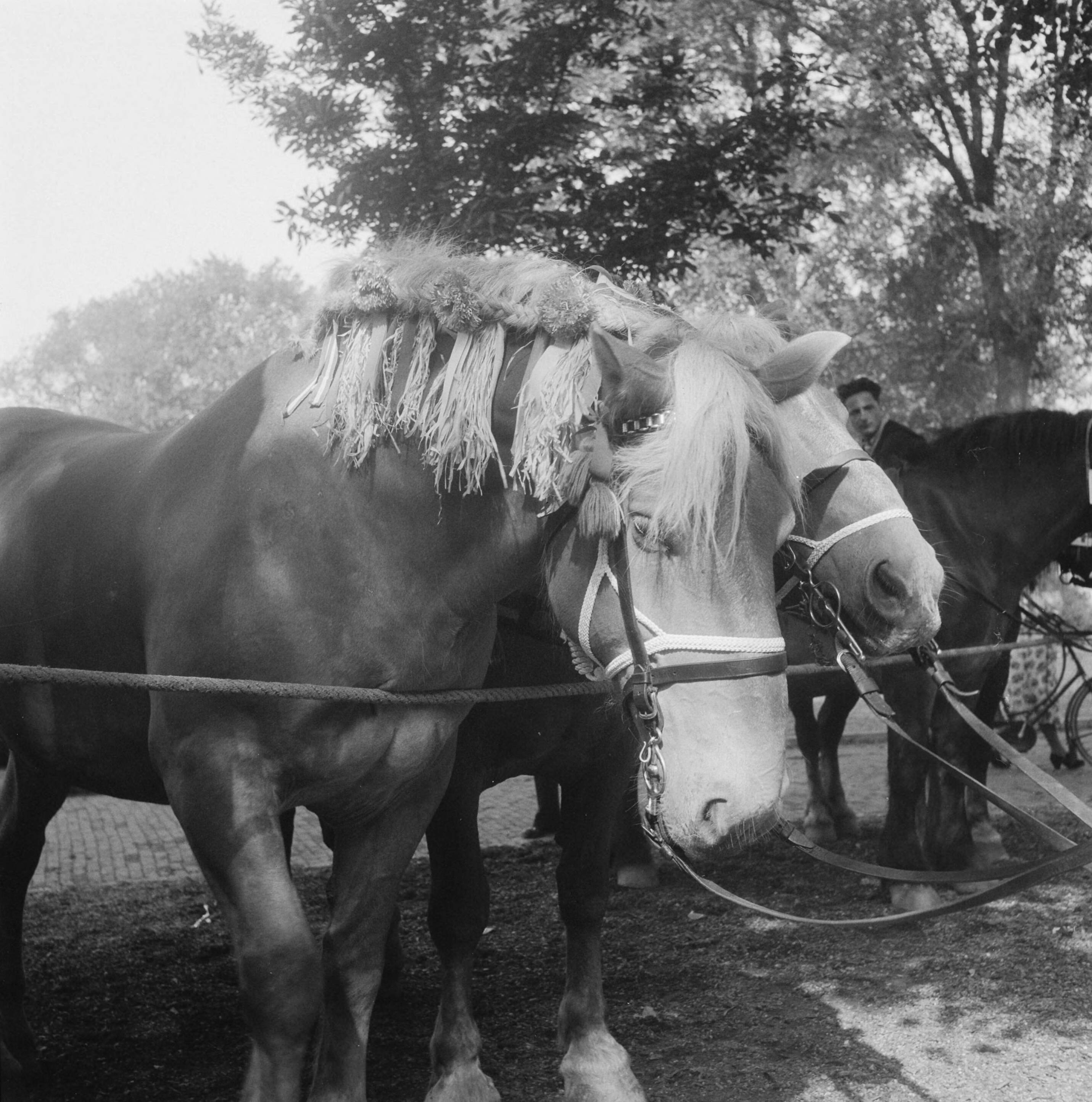 Fotocollectie Anefo — Ringsteken Middelburg — Foto: Noske, J.D. / Anefo. Licentie: Set B: Rechtenvrij / Publiek Domein. Bron: Nationaal Archief. http://hdl.handle.net/10648/a8cd2192-d0b4-102d-bcf8-003048976d84