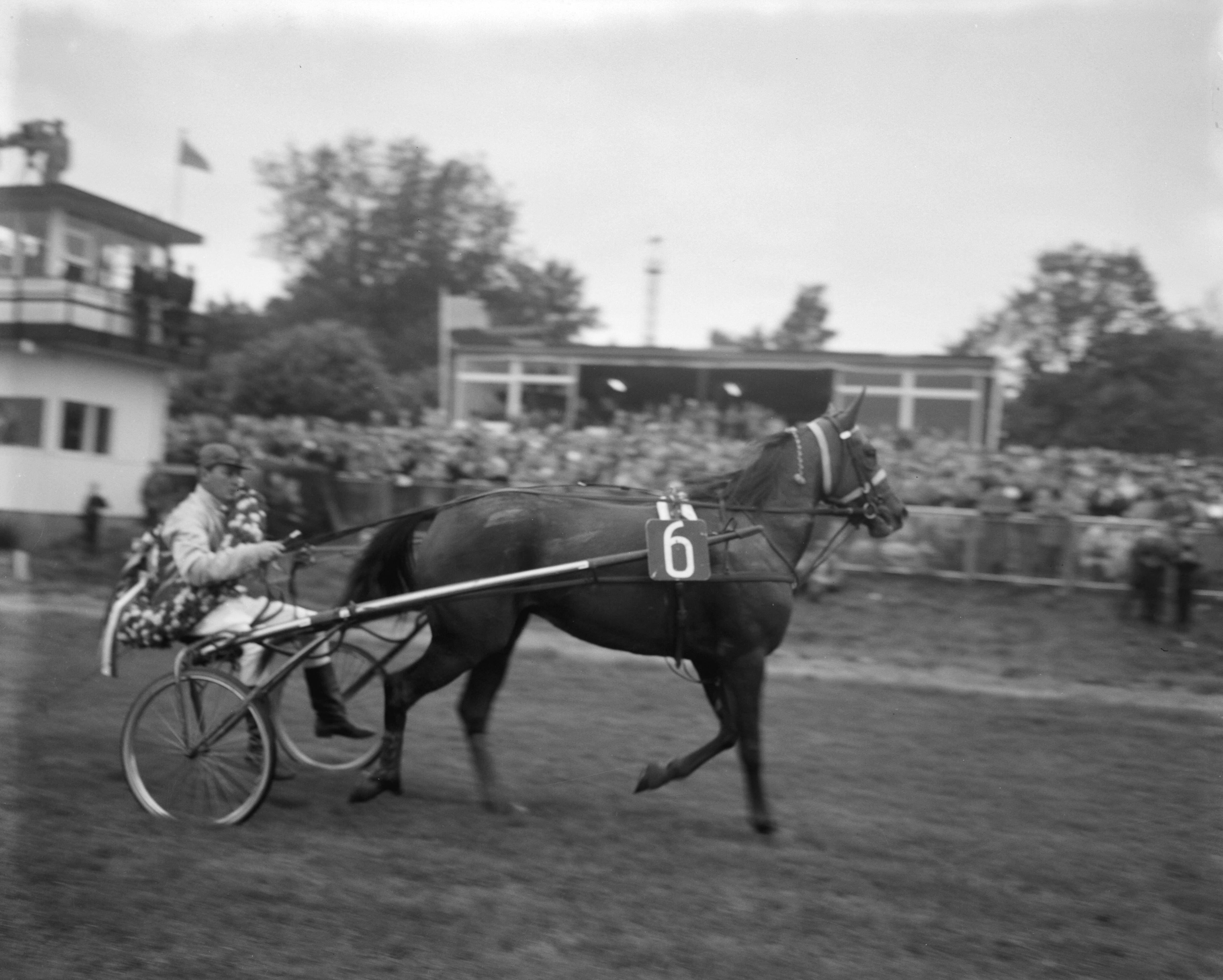 Fotocollectie Anefo — Benelux-prijs (Draverijen te Duindigt) [winnaar F.J. Eerenberg met Zippora?] — Foto: Bilsen, Joop van / Anefo. Licentie: Set B: Rechtenvrij / Publiek Domein. Bron: Nationaal Archief. http://hdl.handle.net/10648/aa1982de-d0b4-102d-bcf8-003048976d84