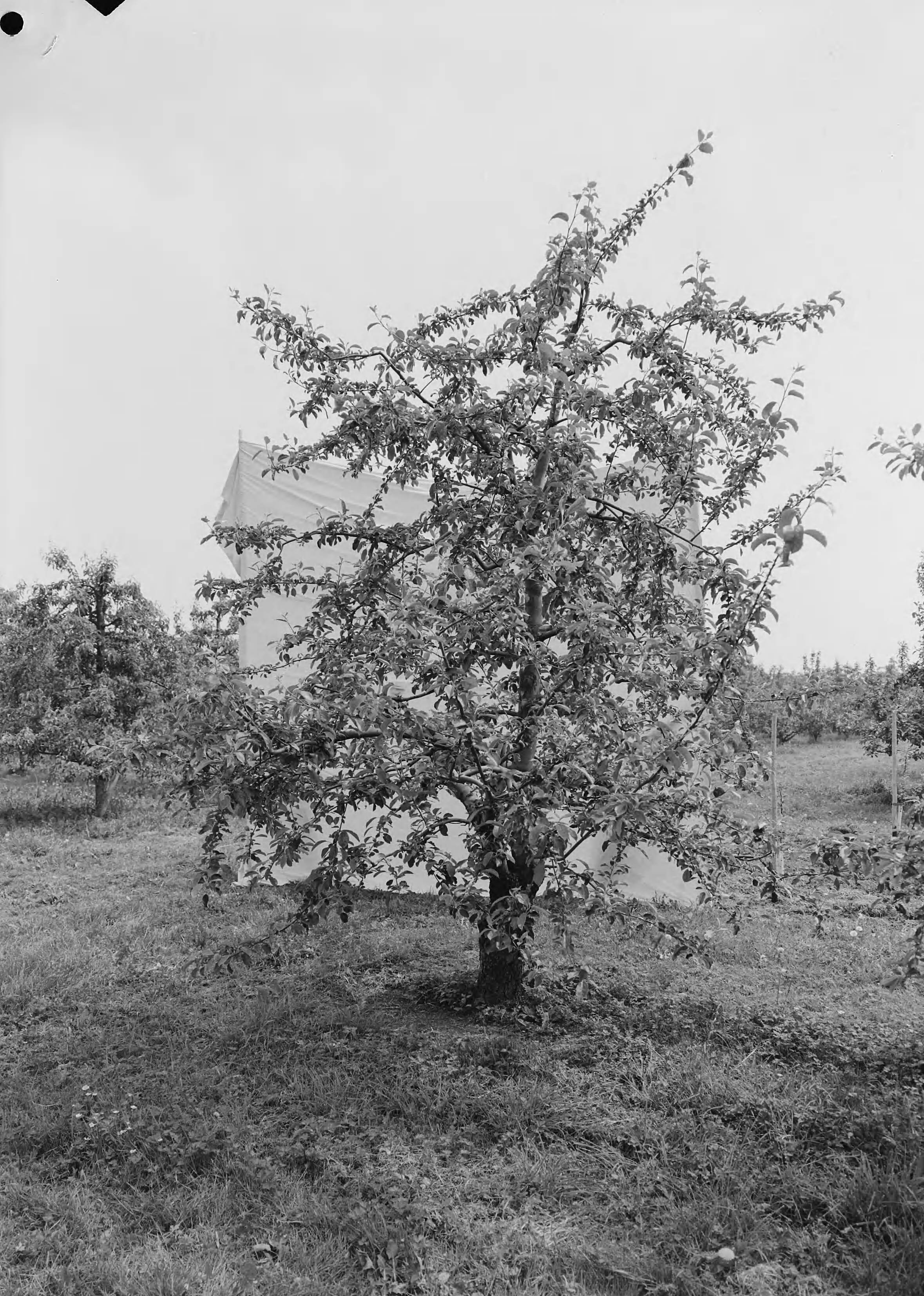 Fotocollectie Nederlandse Heidemaatschappij — Boomgaard Fruitteeltschool te Houten. Jonathan II 22 jaar — Foto: Eyssen, [...] / Heidemij. Licentie: Set B: Rechtenvrij / Publiek Domein. Bron: Nationaal Archief. http://hdl.handle.net/10648/ae7625ee-d0b4-102d-bcf8-003048976d84