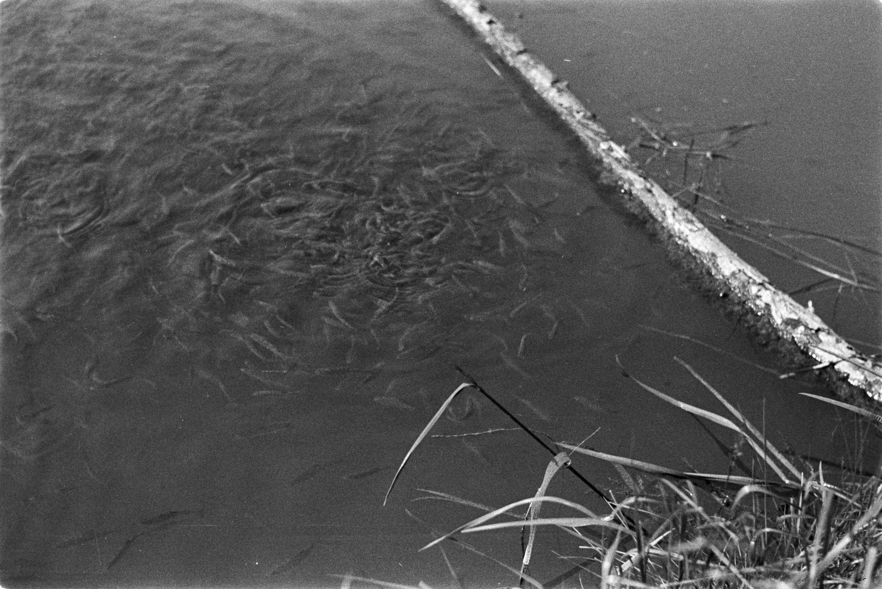 Fotocollectie Nederlandse Heidemaatschappij — Gulpen|visserij |viskwekerijen |broedvijvers |forellen — Foto: Fotograaf Onbekend / Heidemij. Licentie: Set B: Rechtenvrij / Publiek Domein. Bron: Nationaal Archief. http://hdl.handle.net/10648/ae89dfc6-d0b4-102d-bcf8-003048976d84