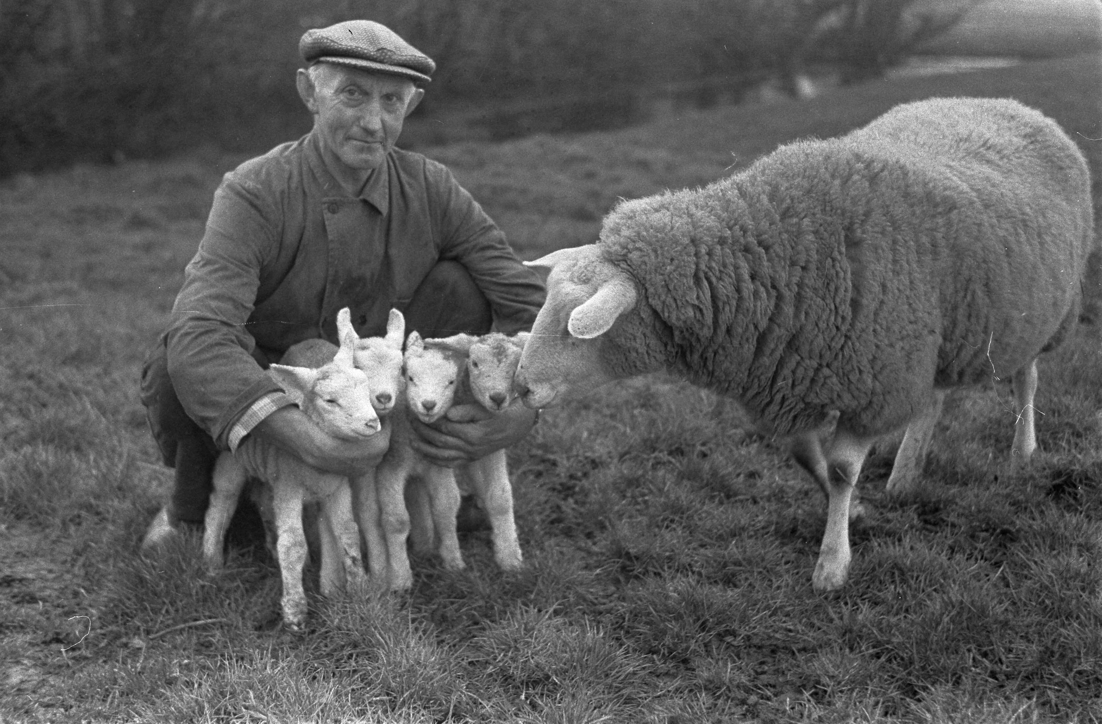 Fotocollectie Anefo — Schapenvierling bij boer Vreugdenhil te Loosduinen — Foto: Pot, Harry / Anefo. Licentie: Set B: Rechtenvrij / Publiek Domein. Bron: Nationaal Archief. http://hdl.handle.net/10648/a9a93344-d0b4-102d-bcf8-003048976d84