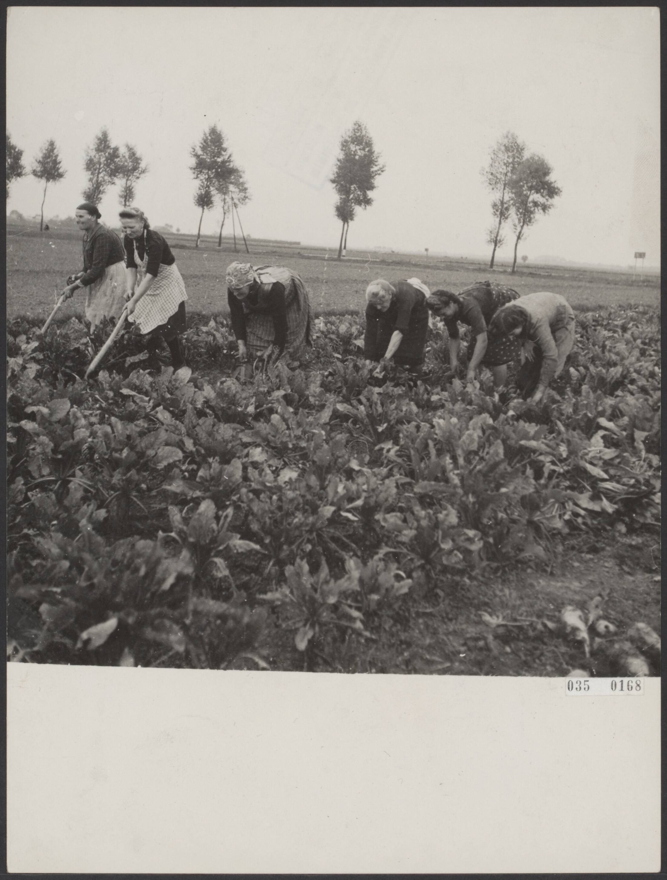 Fotocollectie Elsevier Binnenland — Tuinbouwschool "Huis te Lande" te Rijswijk — Foto: Raucamp, Koos / Anefo. Licentie: Set B: Rechtenvrij / Publiek Domein. Bron: Nationaal Archief. http://hdl.handle.net/10648/ade9e200-d0b4-102d-bcf8-003048976d84