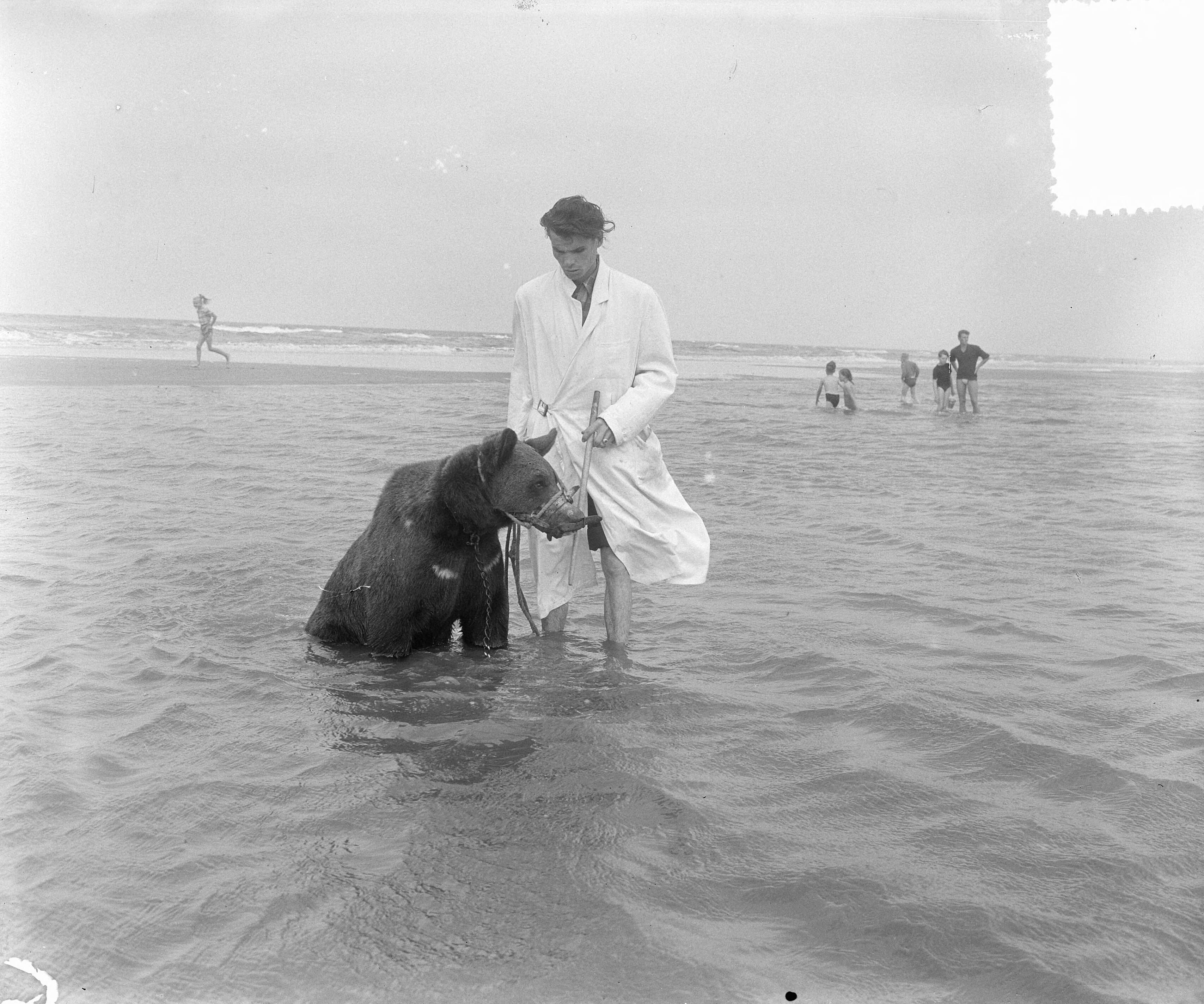Fotocollectie Anefo — Beertje van circus baadt in zee van Zandvoort — Foto: Pot, Harry / Anefo. Licentie: Set B: Rechtenvrij / Publiek Domein. Bron: Nationaal Archief. http://hdl.handle.net/10648/a910f426-d0b4-102d-bcf8-003048976d84