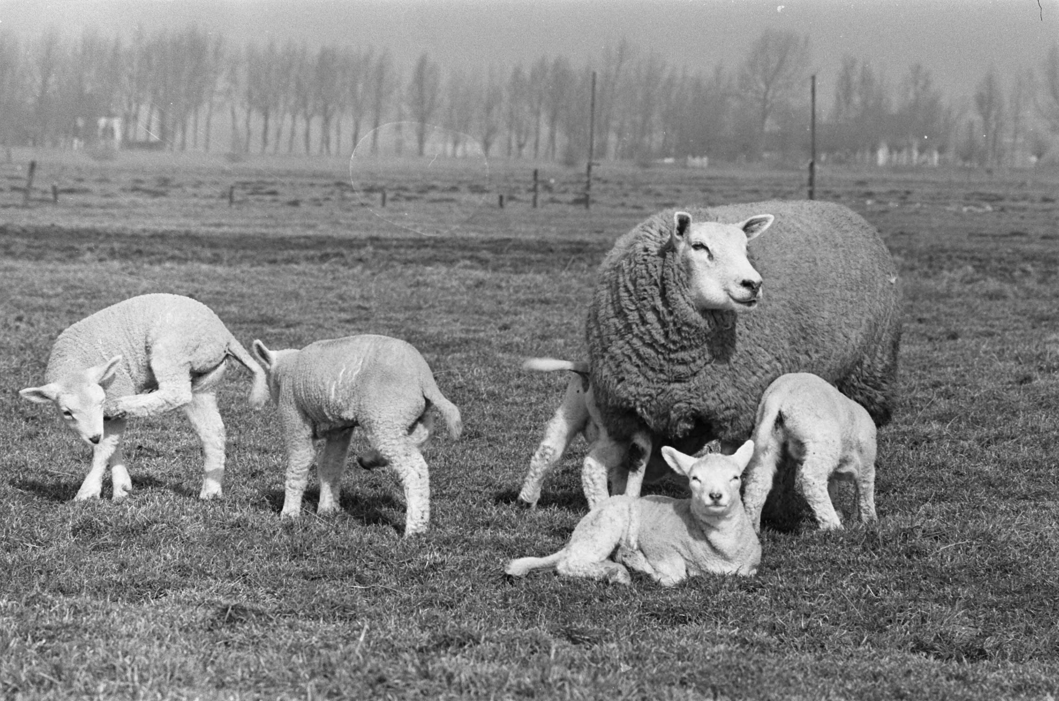 Fotocollectie Anefo — Lente. Lammeren in de wei bij Abcoude — Foto: Evers, Joost / Anefo. Licentie: Set B: Rechtenvrij / Publiek Domein. Bron: Nationaal Archief. http://hdl.handle.net/10648/ab9019ac-d0b4-102d-bcf8-003048976d84