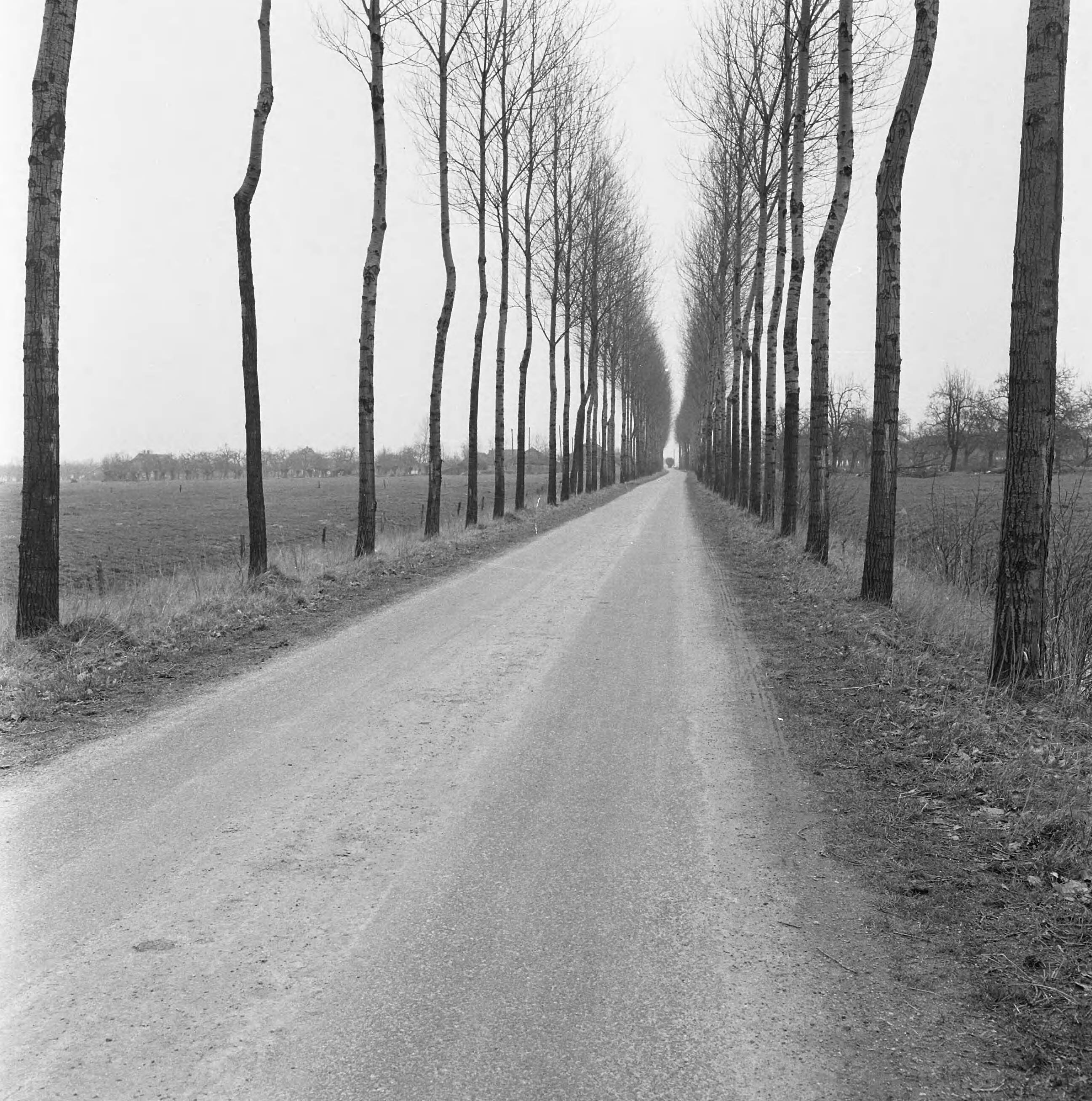 Fotocollectie Nederlandse Heidemaatschappij — Ruilverkaveling Vleuten. Joostenlaan. Met Howard trein in augustus 1956 gestabiliseerde gedeelte van de oude grind-sintelverharding op klei-ondergrond, met deklaagje van teersteenslag. Funderingsdikte 12 1/2 cm. Toestand op 3 maart 1958. Onberispelijk na toevallig zwaar en intensief zandtransport — Foto: Wüllschleger, [...] / Heidemij. Licentie: Set B: Rechtenvrij / Publiek Domein. Bron: Nationaal Archief. http://hdl.handle.net/10648/ae71431c-d0b4-102d-bcf8-003048976d84