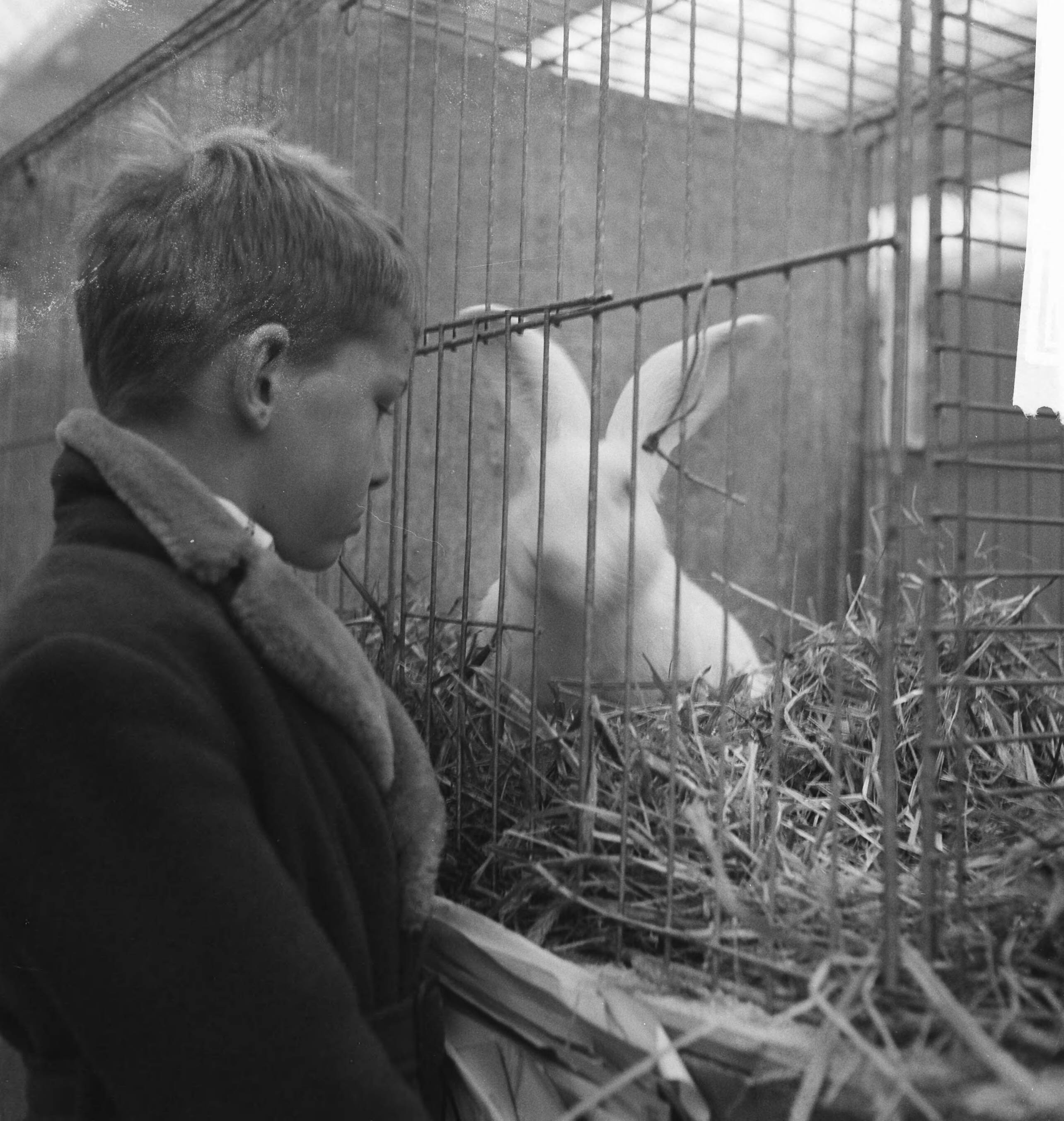 Fotocollectie Anefo — Pluimveetentoonstelling in Utrecht — Foto: Koch, Eric / Anefo. Licentie: Set B: Rechtenvrij / Publiek Domein. Bron: Nationaal Archief. http://hdl.handle.net/10648/a9e83620-d0b4-102d-bcf8-003048976d84