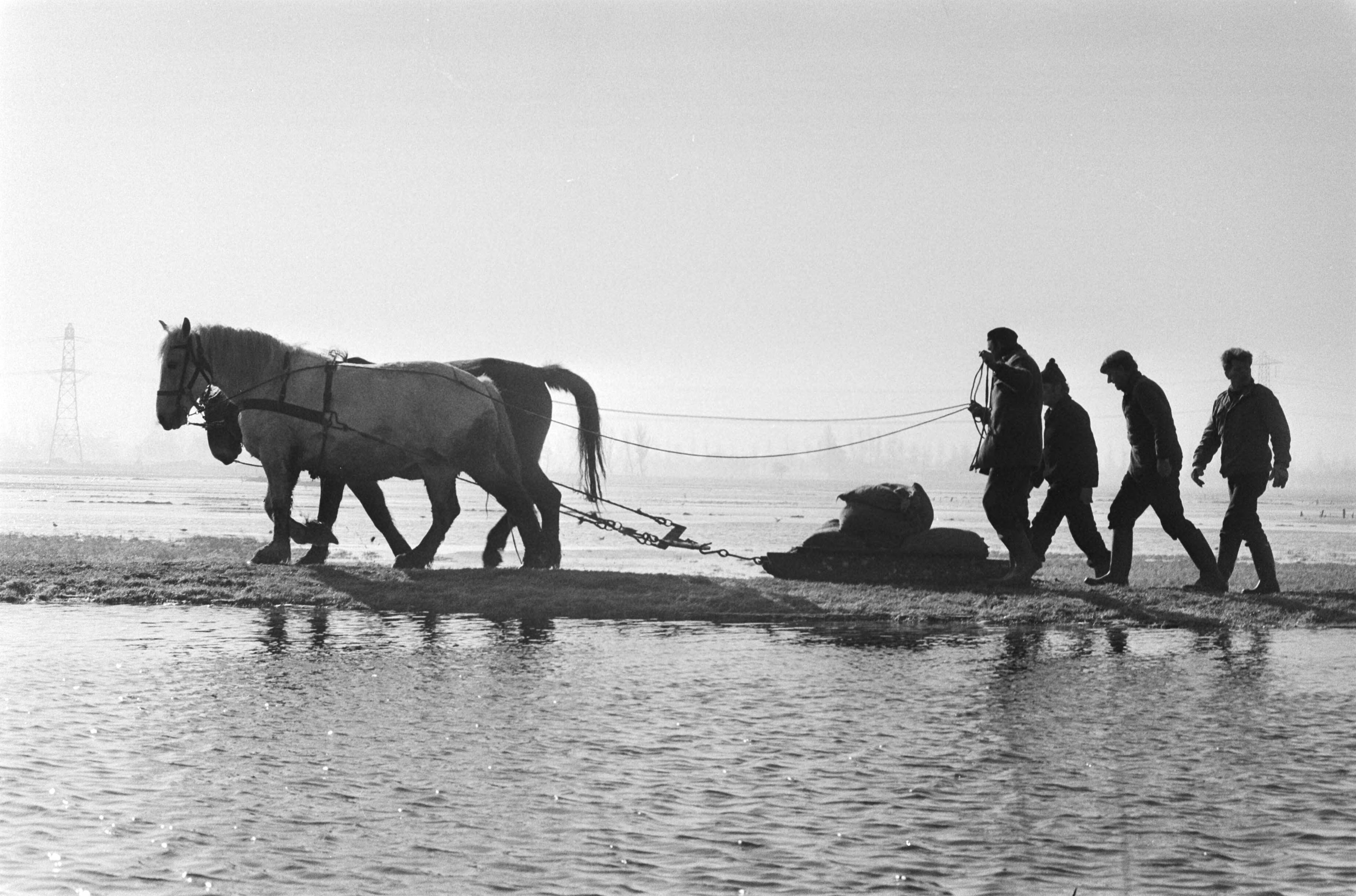 Wateroverlast in Groningen en Friesland — Dijkrestauratie met behulp van paarden — Foto: Suyk, Koen / Anefo. Licentie: Set B: Rechtenvrij / Publiek Domein. Bron: Nationaal Archief. http://hdl.handle.net/10648/acc59964-d0b4-102d-bcf8-003048976d84