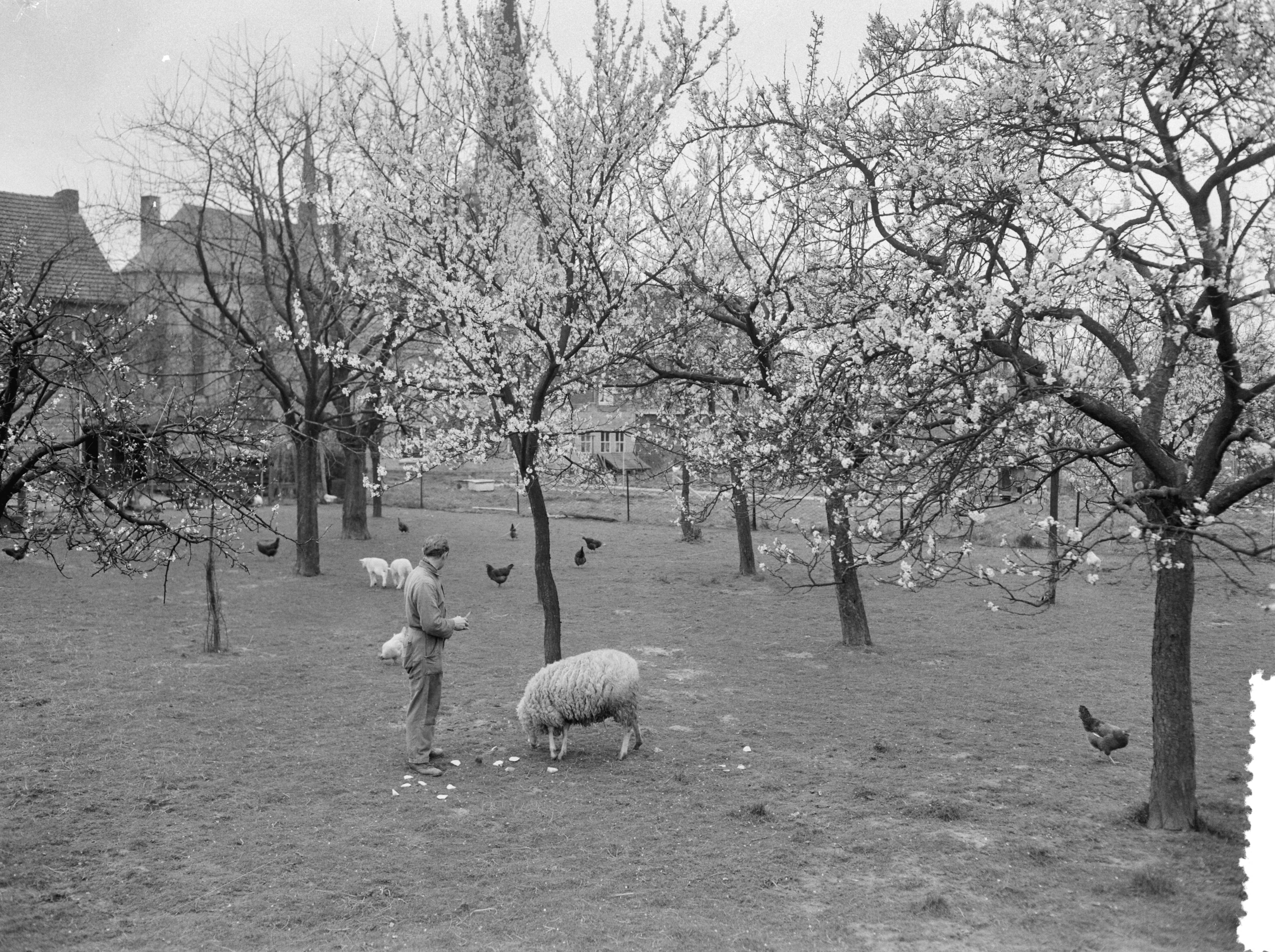 Fotocollectie Anefo — Vroege bloesem in Zuid-Limburg. Bij Berg en Terblijt — Foto: Bilsen, Joop van / Anefo. Licentie: Set B: Rechtenvrij / Publiek Domein. Bron: Nationaal Archief. http://hdl.handle.net/10648/a95b4210-d0b4-102d-bcf8-003048976d84