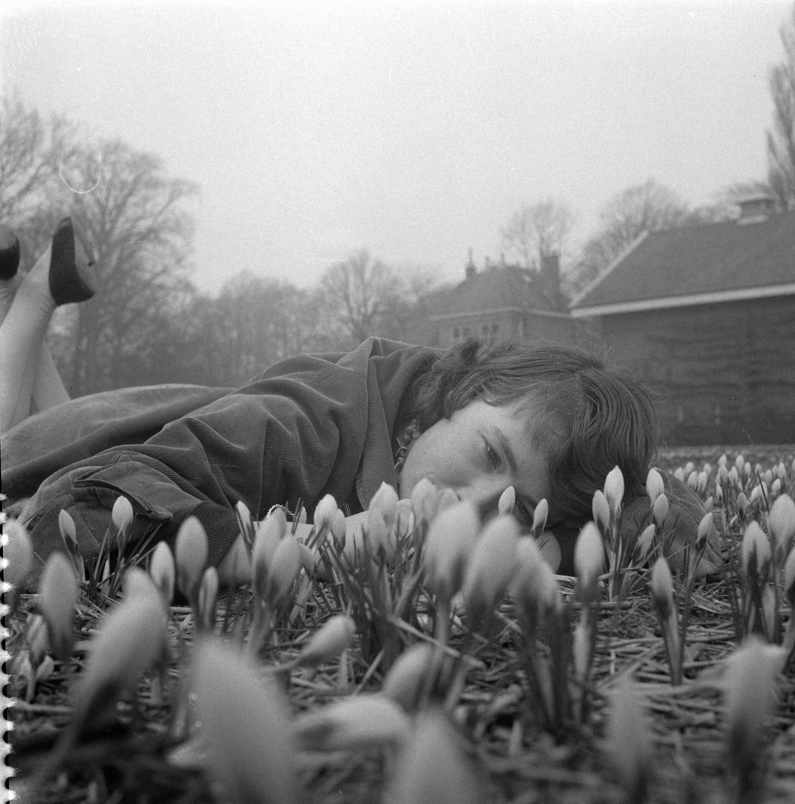 Fotocollectie Anefo — Crocussen bloeien in Overveen — Foto: Pot, Harry / Anefo. Licentie: Set B: Rechtenvrij / Publiek Domein. Bron: Nationaal Archief. http://hdl.handle.net/10648/a9753ac6-d0b4-102d-bcf8-003048976d84