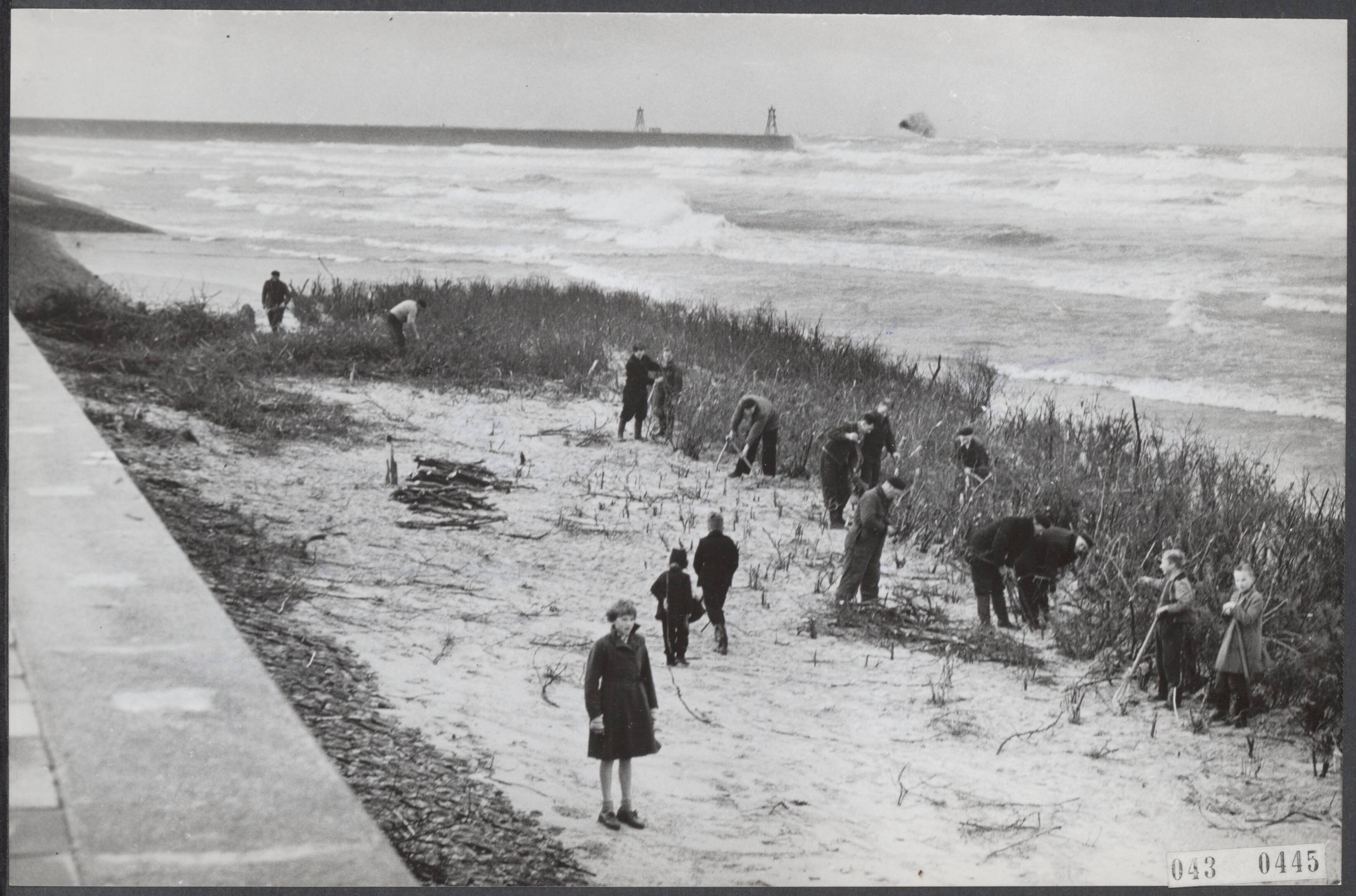 Fotocollectie Elsevier Binnenland — Te Scheveningen worden op het strand vele takkenbossen geplaatst om de zware golfslag te breken, welke te veel schade aanbrengt aan de walmuren — Foto: Fotograaf Onbekend / Anefo. Licentie: Set B: Rechtenvrij / Publiek Domein. Bron: Nationaal Archief. http://hdl.handle.net/10648/adf902a8-d0b4-102d-bcf8-003048976d84