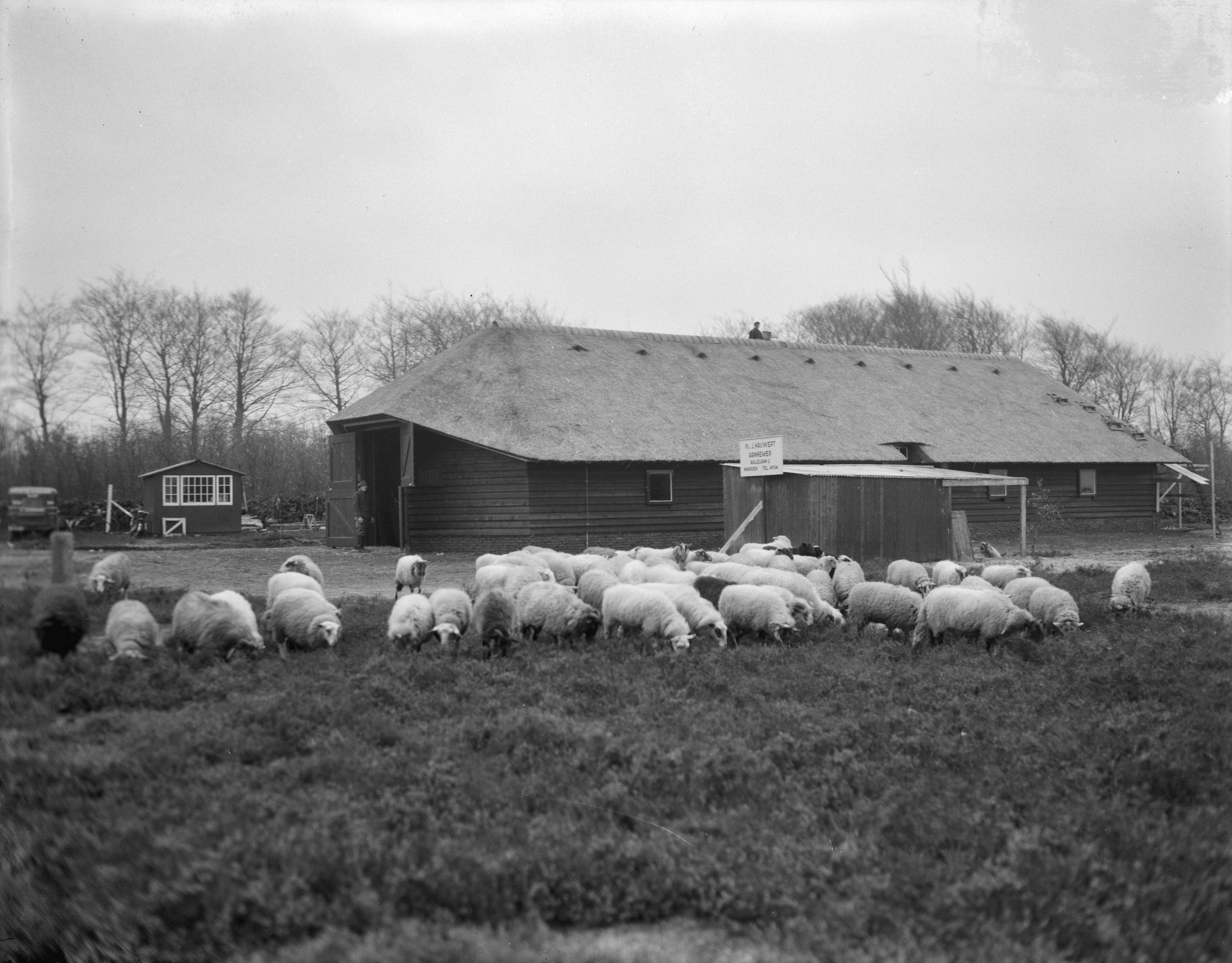 Fotocollectie Anefo — Nieuwe Gooise schaapskudde op de Westerheide bij Laren (N.H.). De kudde bij de nieuwe schaapskooi bij St. Janskerkhof te Hilversum — Foto: Pot, Harry / Anefo. Licentie: Set B: Rechtenvrij / Publiek Domein. Bron: Nationaal Archief. http://hdl.handle.net/10648/a92dd9ec-d0b4-102d-bcf8-003048976d84