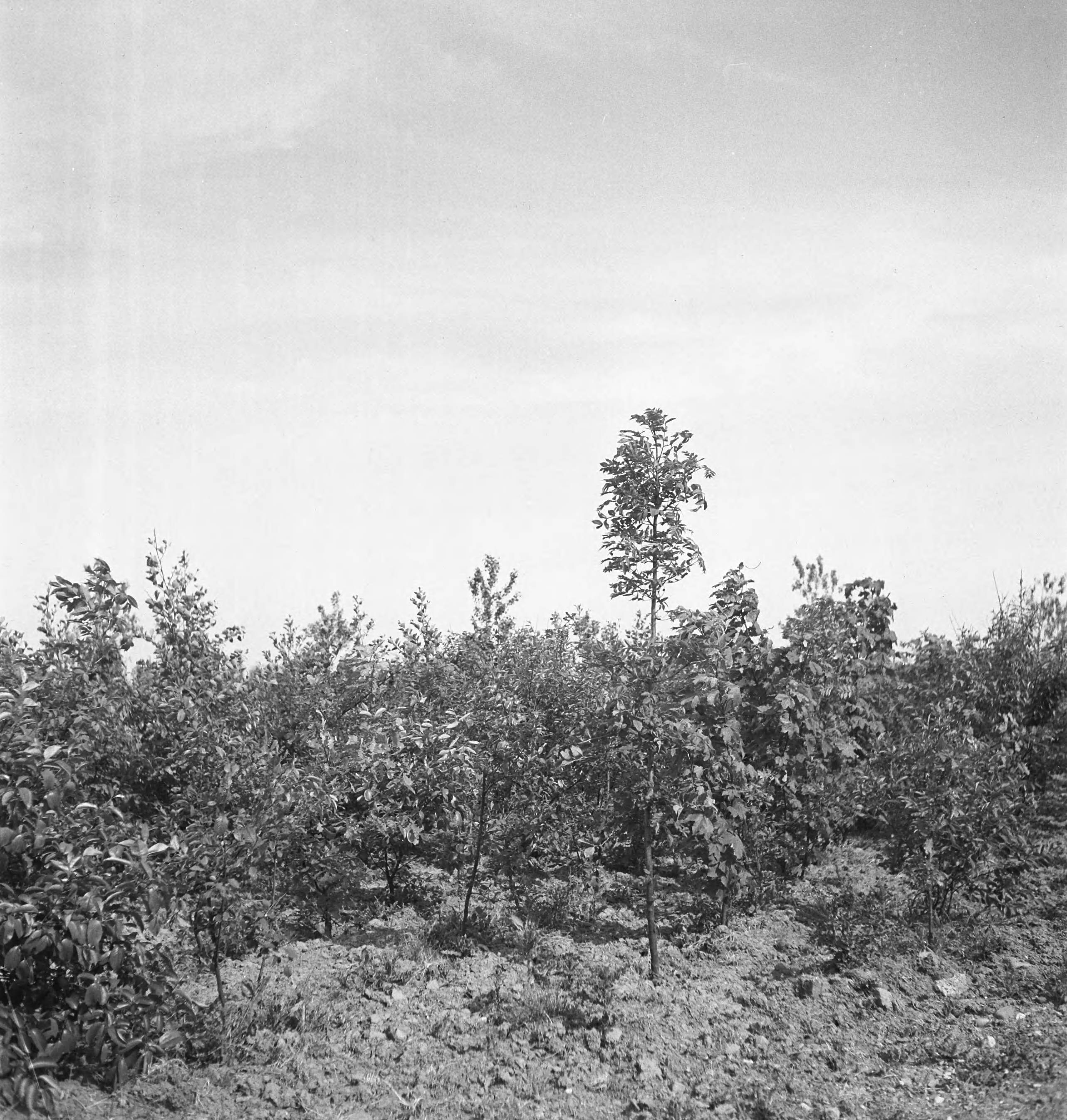 Fotocollectie Nederlandse Heidemaatschappij — [geen bijschrift. Wellicht herbeplanting landgoed "ter Hooge" in het 2e jaar van de aanleg — Foto: Tromp, [...] / Heidemij. Licentie: Set B: Rechtenvrij / Publiek Domein. Bron: Nationaal Archief. http://hdl.handle.net/10648/ae7ffb14-d0b4-102d-bcf8-003048976d84
