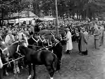 Fotocollectie Anefo — Jaarlijkse paardenmarkt in Zuidlaren — Foto: Rossem, Wim van / Anefo. Licentie: Set B: Rechtenvrij / Publiek Domein. Bron: Nationaal Archief. http://hdl.handle.net/10648/a96c628e-d0b4-102d-bcf8-003048976d84