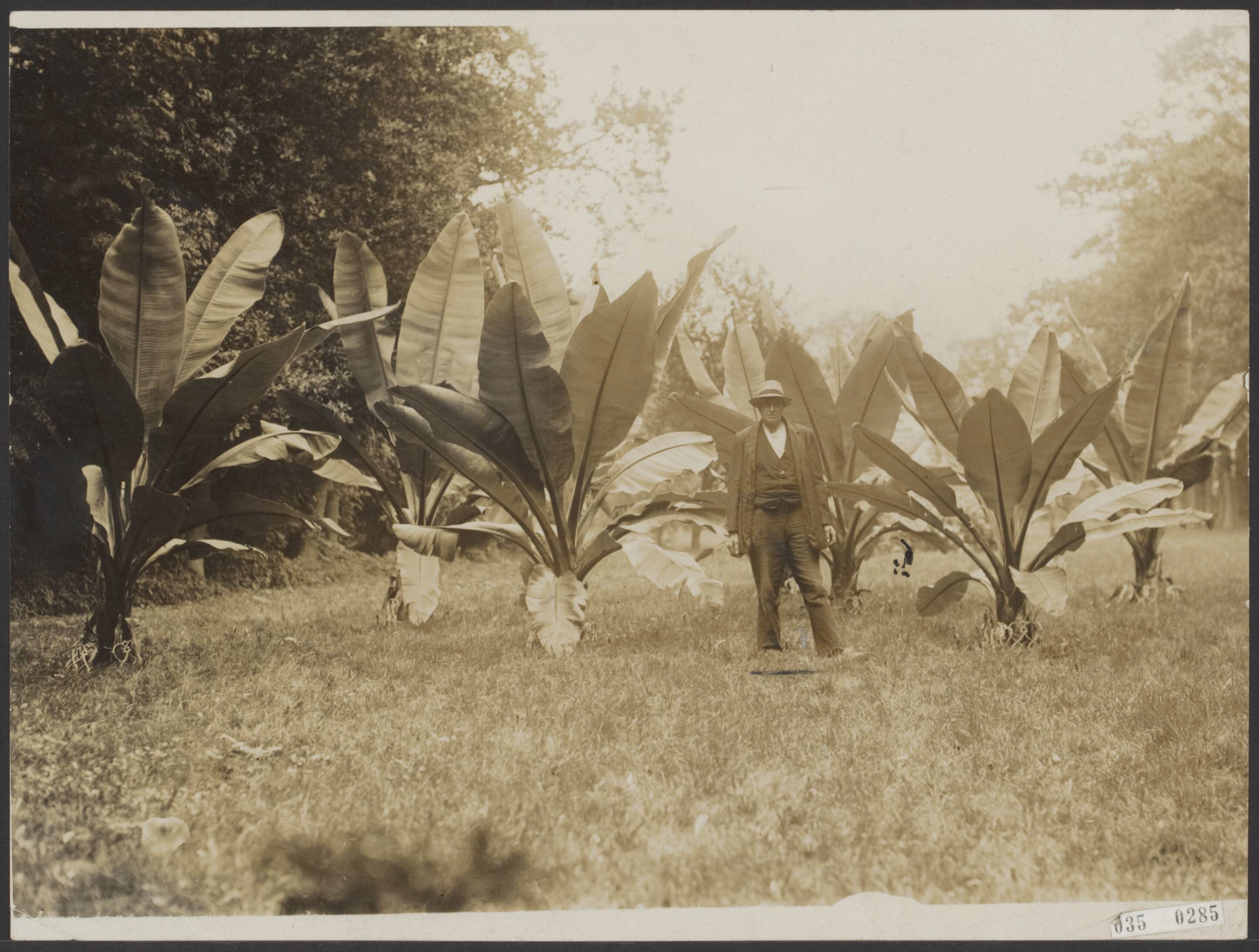 Fotocollectie Elsevier Binnenland — Een tuinbaas van "Huize Werve" te Voorburg heeft bananenplanten gezaaid en deze hebben zich respectabel ontwikkeld — Foto: N.V. Polygoon. Licentie: Set B: Rechtenvrij / Publiek Domein. Bron: Nationaal Archief. http://hdl.handle.net/10648/adea38cc-d0b4-102d-bcf8-003048976d84