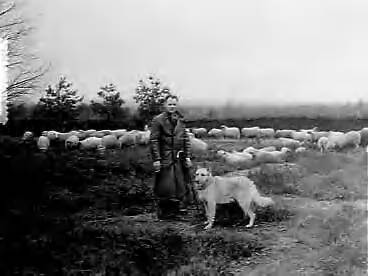 Fotocollectie Anefo — Nieuwe Gooise schaapskudde op de Westerheide bij Laren (N.H.). Schaapherder Almekinders en zijn hond Nero — Foto: Pot, Harry / Anefo. Licentie: Set B: Rechtenvrij / Publiek Domein. Bron: Nationaal Archief. http://hdl.handle.net/10648/a92dd870-d0b4-102d-bcf8-003048976d84