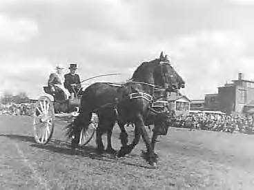 Fotocollectie Anefo — Concours hippique te Leeuwarden — Foto: Noske, J.D. / Anefo. Licentie: Set B: Rechtenvrij / Publiek Domein. Bron: Nationaal Archief. http://hdl.handle.net/10648/a96676bc-d0b4-102d-bcf8-003048976d84