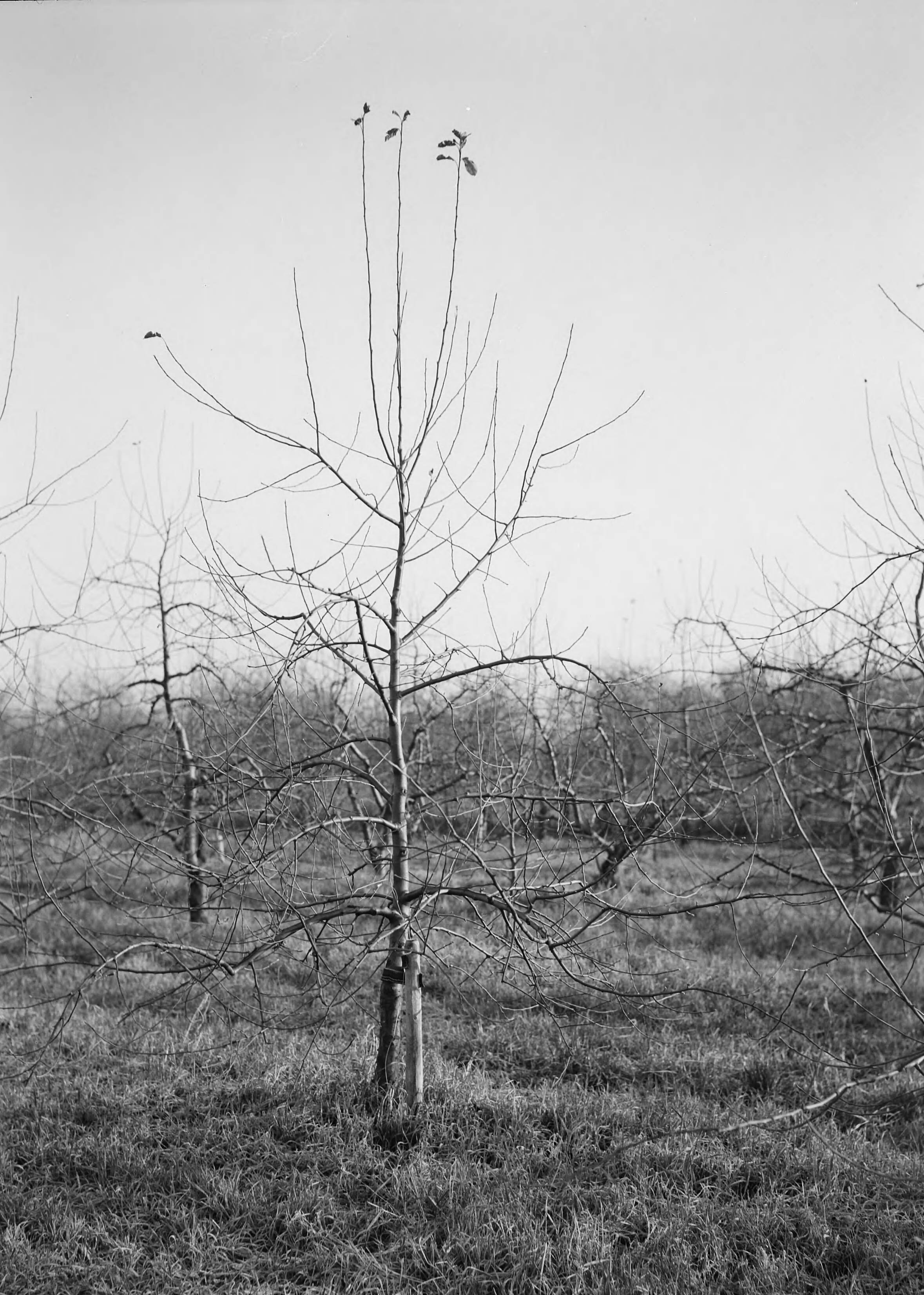 Fotocollectie Nederlandse Heidemaatschappij — Jonge Jonathan op rijpe IV. Van het begin af is de bom als "vrije spil' opgebouwd. Van Tets Fruitteelschool Houten — Foto: Eyssen, [...] / Heidemij. Licentie: Set B: Rechtenvrij / Publiek Domein. Bron: Nationaal Archief. http://hdl.handle.net/10648/ae76195a-d0b4-102d-bcf8-003048976d84