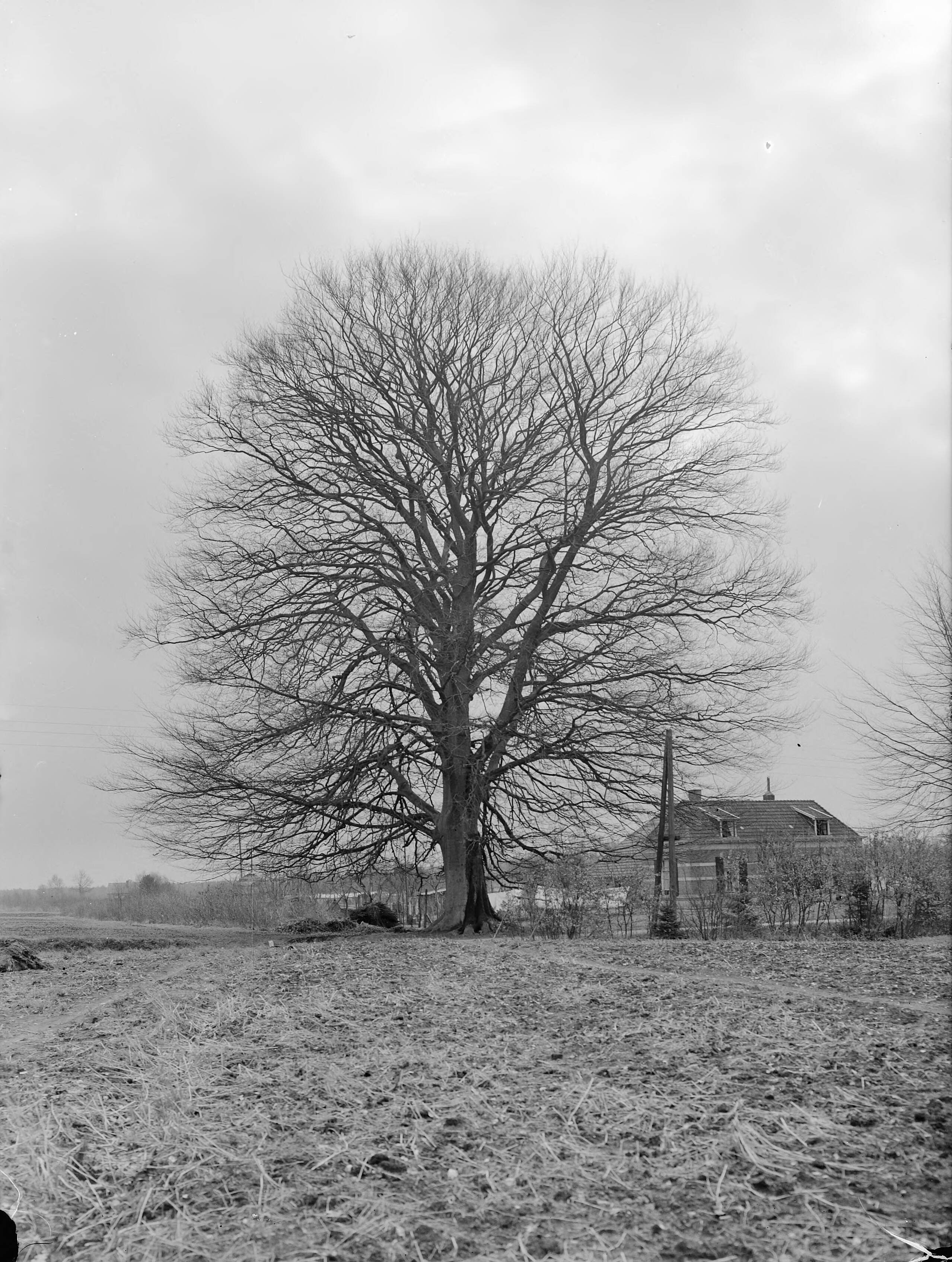 Fotocollectie Nederlandse Heidemaatschappij — Beuk, kasteel de Bramel aan weg Vorden-Laren — Foto: Fotograaf Onbekend / Heidemij. Licentie: Set B: Rechtenvrij / Publiek Domein. Bron: Nationaal Archief. http://hdl.handle.net/10648/ae81e316-d0b4-102d-bcf8-003048976d84