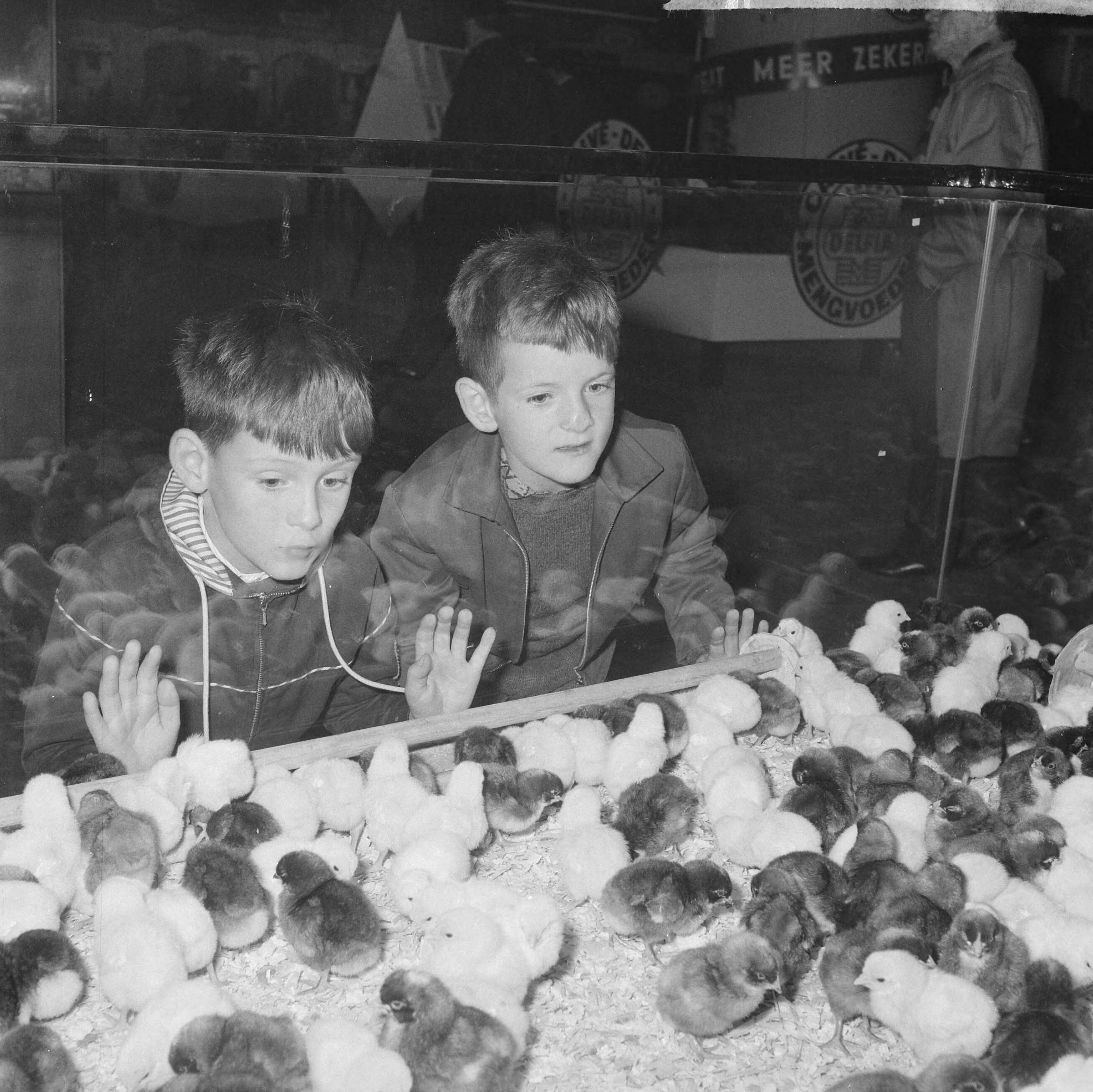 Fotocollectie Anefo — Pluimveetentoonstelling te Utrecht, twee jeugdige bezoekers bij de kuikens — Foto: Nijs, Jac. de / Anefo. Licentie: Set B: Rechtenvrij / Publiek Domein. Bron: Nationaal Archief. http://hdl.handle.net/10648/aa1e87f2-d0b4-102d-bcf8-003048976d84