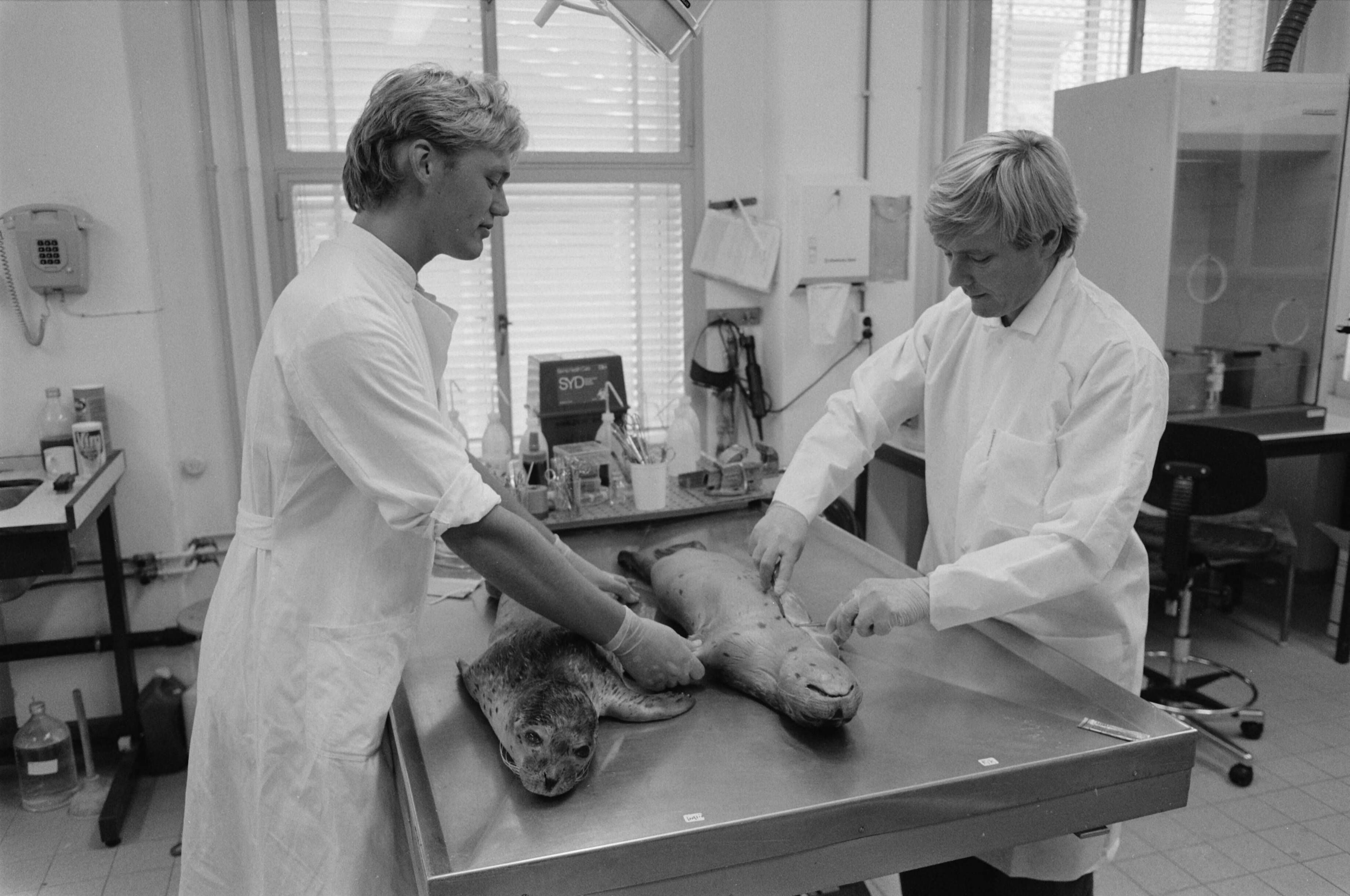 Onderzoek naar dode zeehonden uit Eco Mare (Texel) bij het Rijksinstituut voor Volksgezondheid en Milieu (RIVM) in Bilthoven — Rechts de ontdekker van het zeehondenvirus dr. A. Osterhaus — Foto: Bogaerts, Rob / Anefo. Licentie: Set B: Rechtenvrij / Publiek Domein. Bron: Nationaal Archief. http://hdl.handle.net/10648/ad73c7a0-d0b4-102d-bcf8-003048976d84