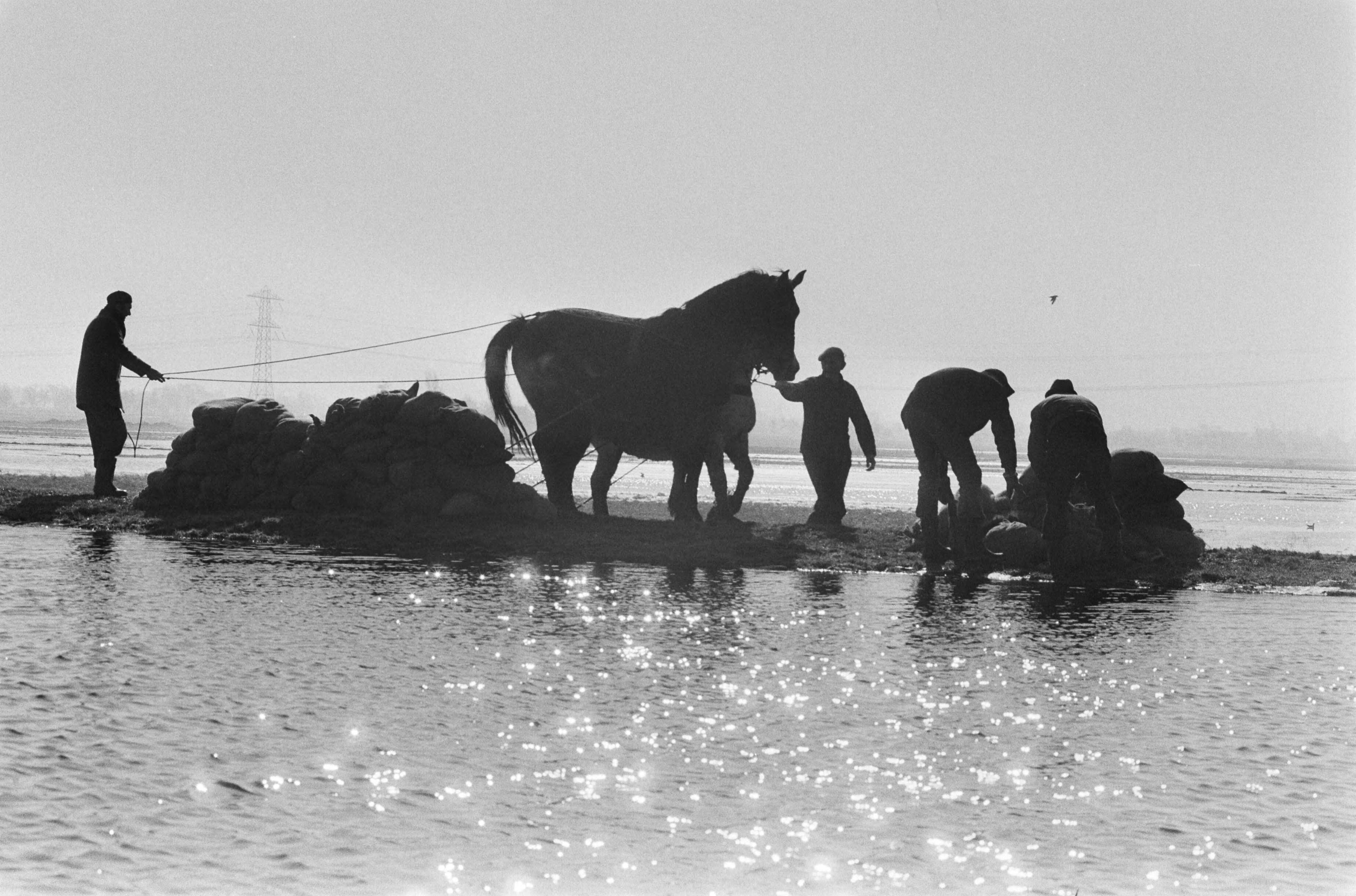 Wateroverlast in Groningen en Friesland — Paarden worden ingeschakeld bij de dijkverzwaringen — Foto: Suyk, Koen / Anefo. Licentie: Set B: Rechtenvrij / Publiek Domein. Bron: Nationaal Archief. http://hdl.handle.net/10648/acc59fb8-d0b4-102d-bcf8-003048976d84