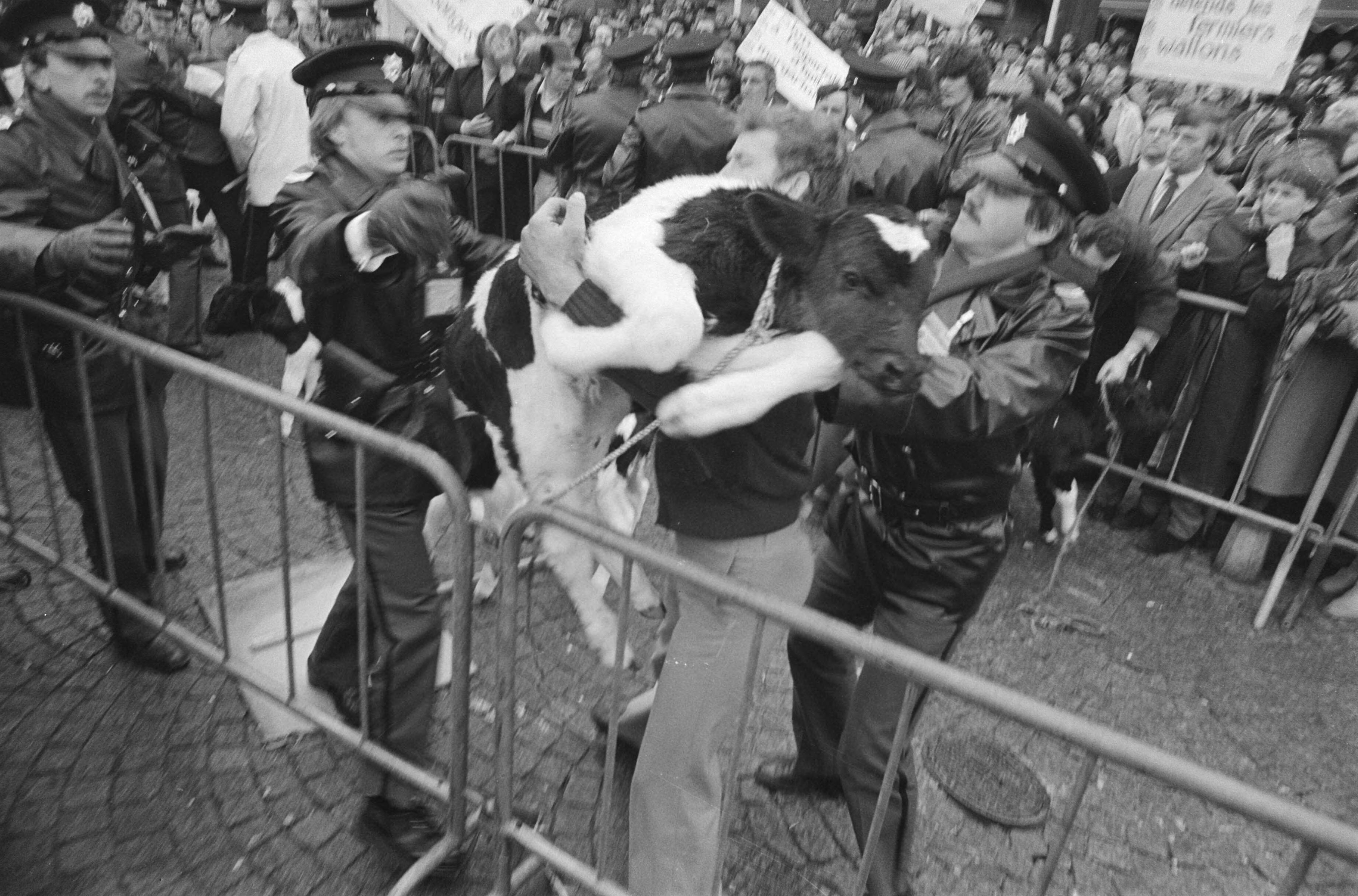 Fotocollectie Anefo — Europese Raad in Maastricht, politie probeerde te verhinderen dat demonstrerende Waalse boeren kalveren binen de afzetting gooiden — Foto: Croes, Rob C. / Anefo. Licentie: Set B: Rechtenvrij / Publiek Domein. Bron: Nationaal Archief. http://hdl.handle.net/10648/acf7bc00-d0b4-102d-bcf8-003048976d84
