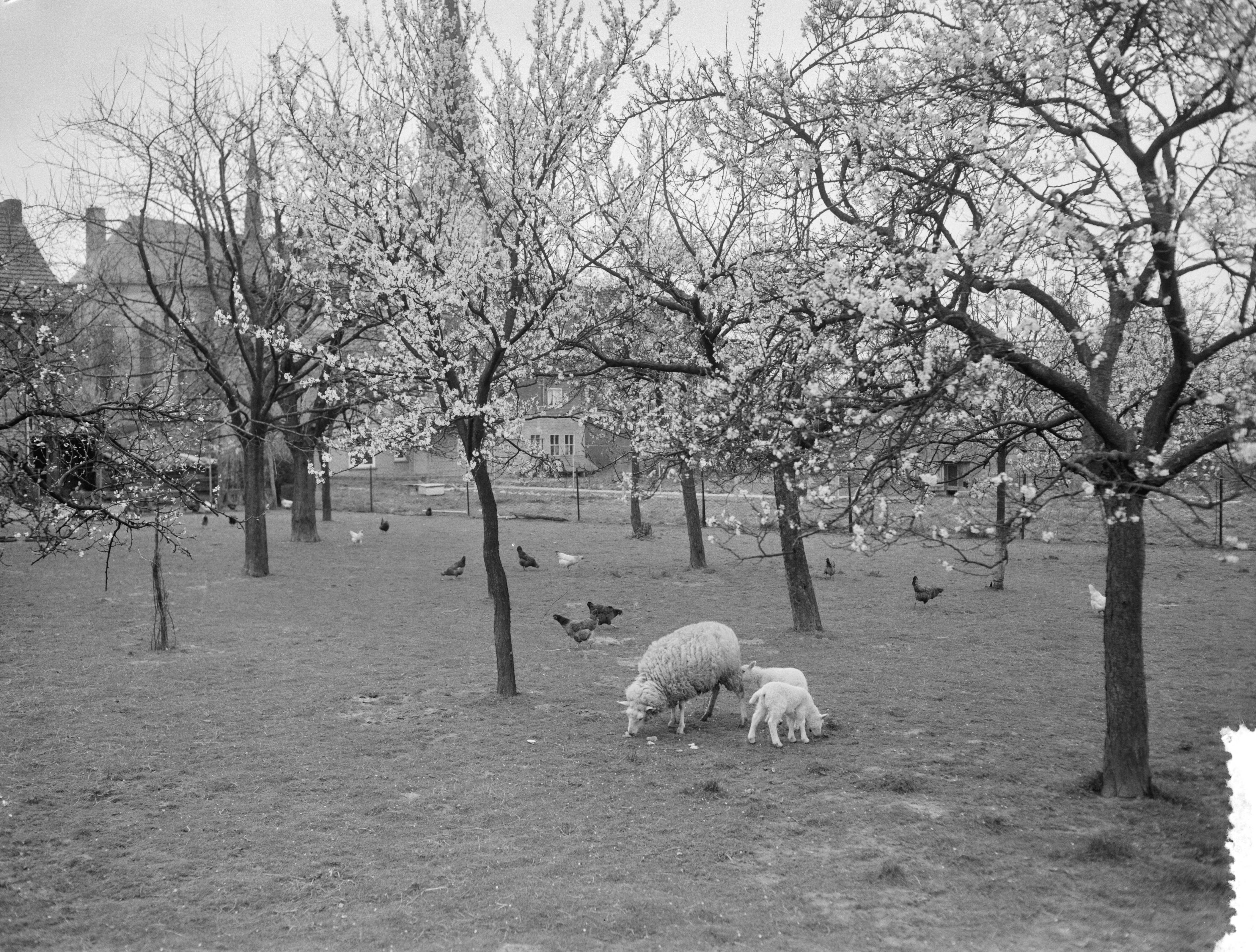 Fotocollectie Anefo — Vroege bloesem in Zuid-Limburg. Bij Berg en Terblijt — Foto: Bilsen, Joop van / Anefo. Licentie: Set B: Rechtenvrij / Publiek Domein. Bron: Nationaal Archief. http://hdl.handle.net/10648/a95b42d8-d0b4-102d-bcf8-003048976d84