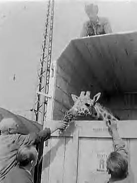 Fotocollectie Anefo — Giraffe voor dierenpark Wassenaar wordt "geleverd" door warenhuis De Bijenkorf te Den Haag n.a.v. eerder verschenen advertentie. De giraffe Lilou in haar 3.25 meter hoge kist — Foto: Pot, Harry / Anefo. Licentie: Set B: Rechtenvrij / Publiek Domein. Bron: Nationaal Archief. http://hdl.handle.net/10648/a95d2b52-d0b4-102d-bcf8-003048976d84