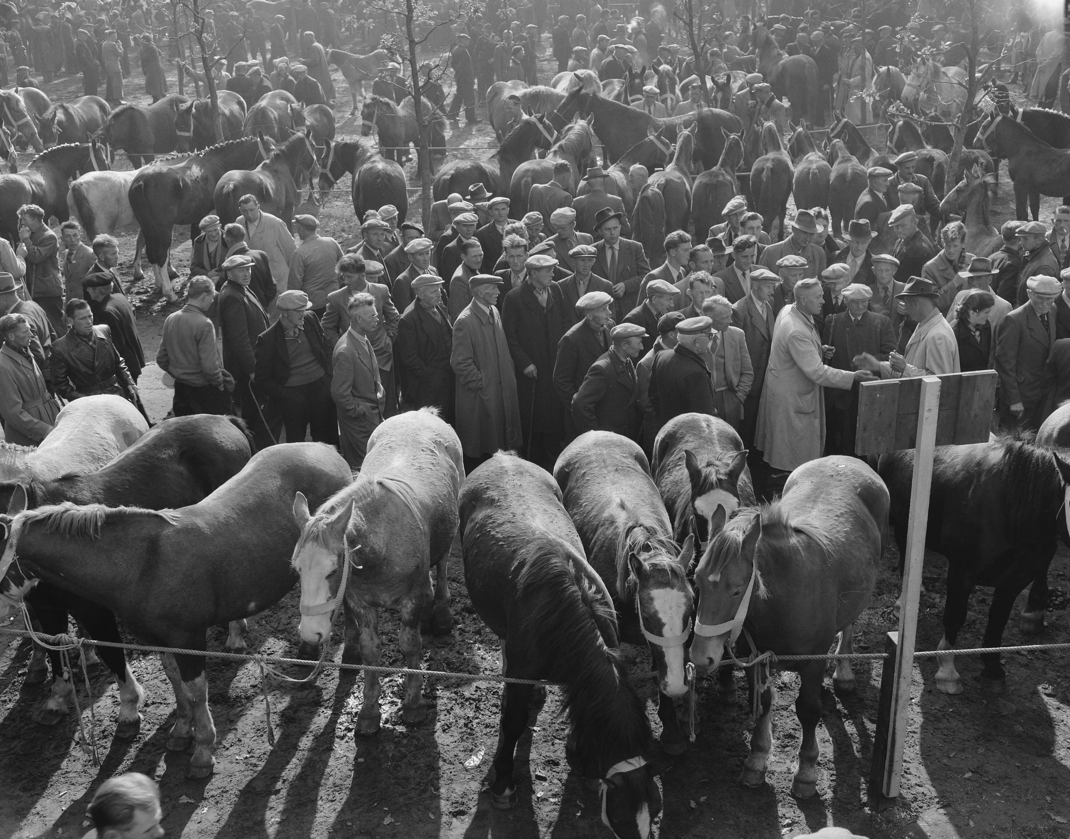 Fotocollectie Anefo — Zuidlaarder paardenmarkt — Foto: Rossem, Wim van / Anefo. Licentie: Set B: Rechtenvrij / Publiek Domein. Bron: Nationaal Archief. http://hdl.handle.net/10648/a950f800-d0b4-102d-bcf8-003048976d84