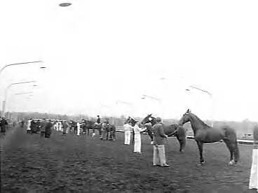 Fotocollectie Anefo — Jaarlijkse hengstenkeuringen en jaarlingenshow in het sportpark te Hilversum — Foto: Bilsen, Joop van / Anefo. Licentie: Set B: Rechtenvrij / Publiek Domein. Bron: Nationaal Archief. http://hdl.handle.net/10648/a96f1bf0-d0b4-102d-bcf8-003048976d84