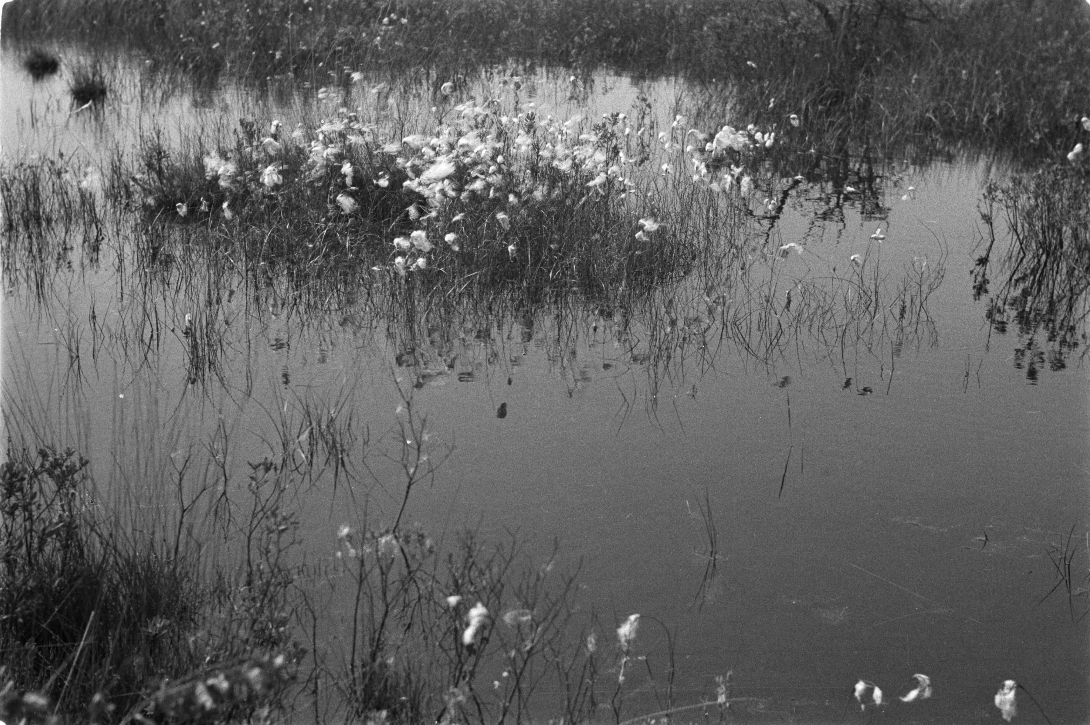Fotocollectie Nederlandse Heidemaatschappij — Gulpen|visserij |viskwekerijen |vijvers |pijlkruid — Foto: Fotograaf Onbekend / Heidemij. Licentie: Set B: Rechtenvrij / Publiek Domein. Bron: Nationaal Archief. http://hdl.handle.net/10648/ae89dbe8-d0b4-102d-bcf8-003048976d84