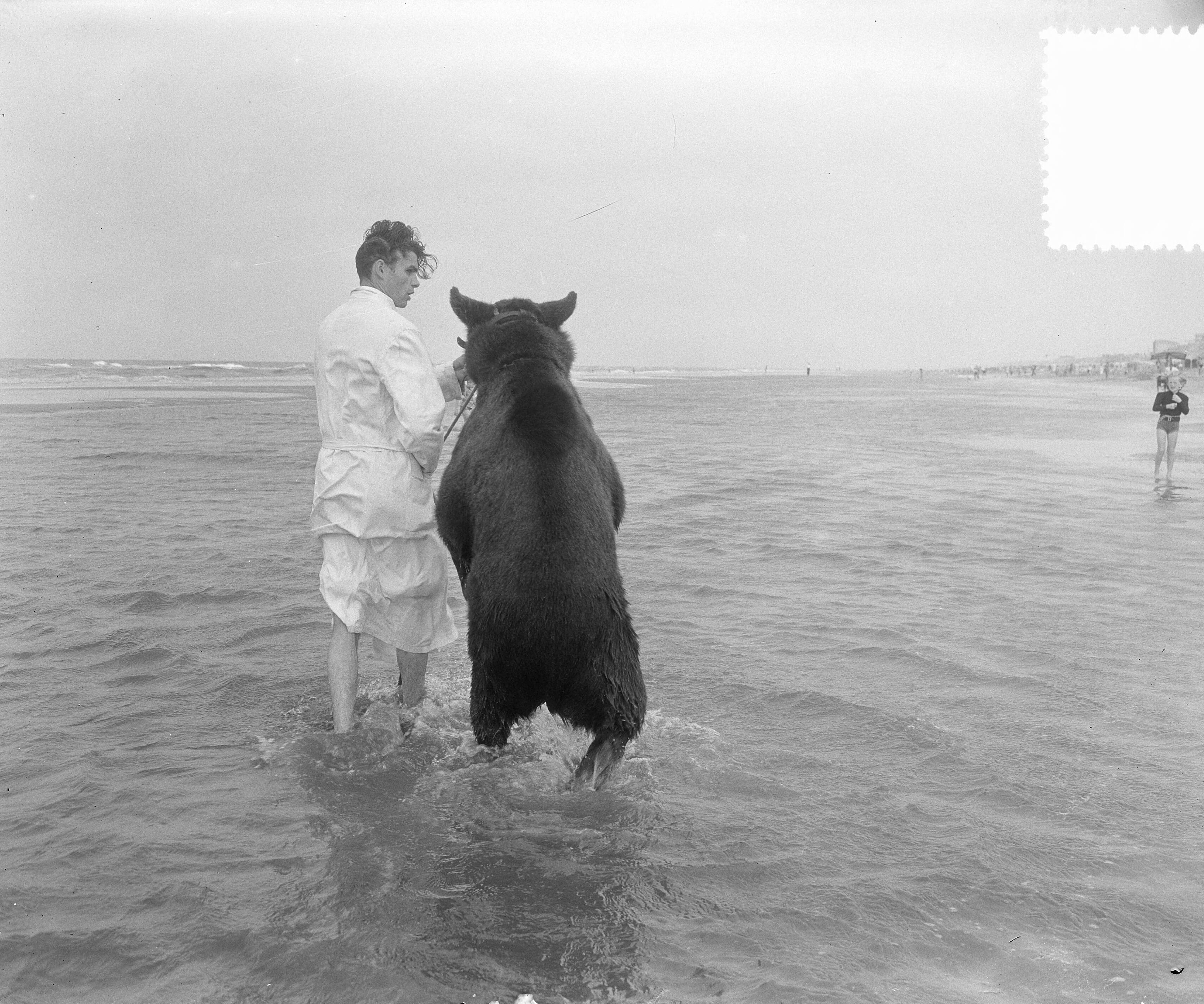 Fotocollectie Anefo — Beertje van circus baadt in zee van Zandvoort — Foto: Pot, Harry / Anefo. Licentie: Set B: Rechtenvrij / Publiek Domein. Bron: Nationaal Archief. http://hdl.handle.net/10648/a910f106-d0b4-102d-bcf8-003048976d84