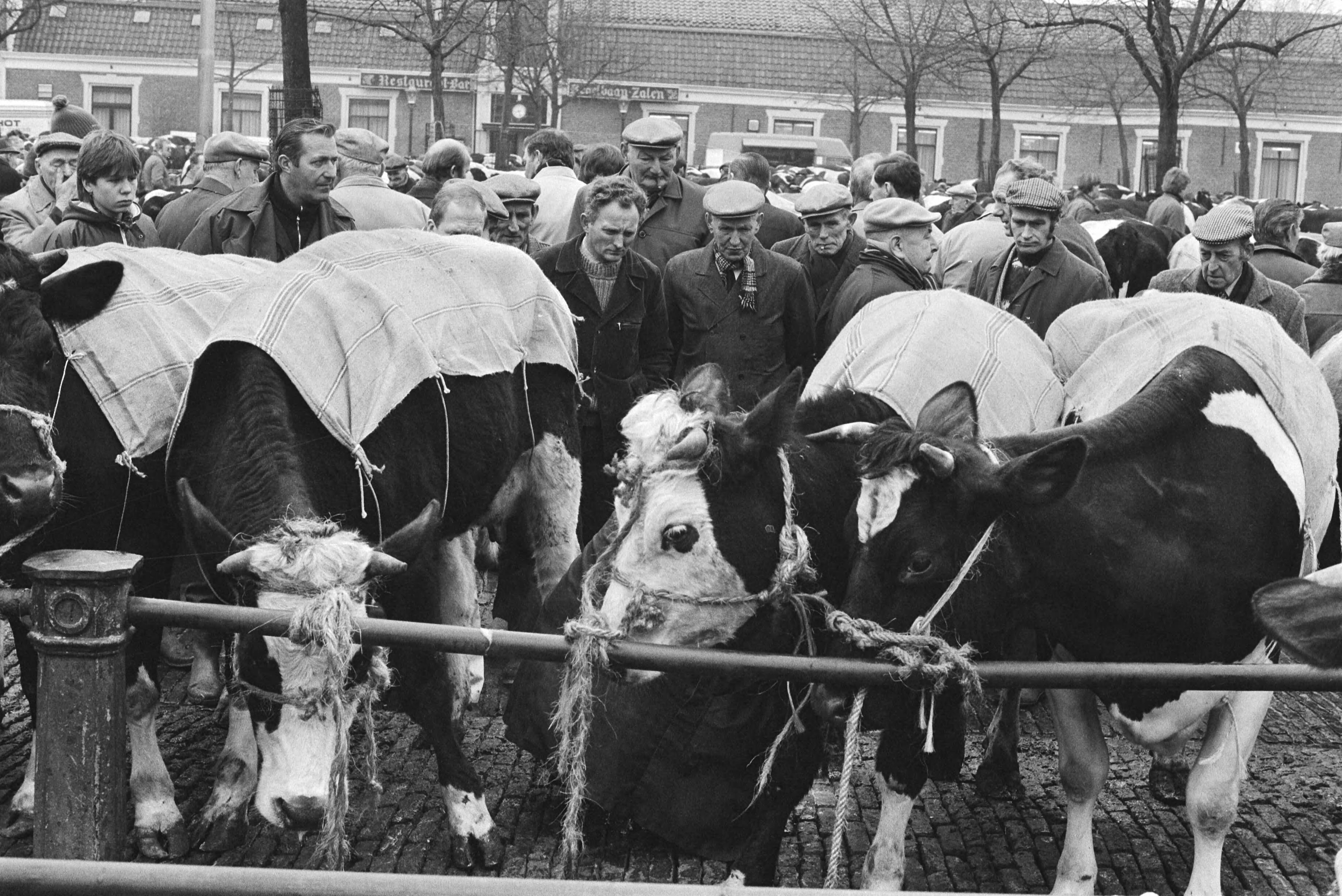 Fotocollectie Anefo — Veemarkt Purmerend (eerste keer weer na mond- en klauwzeer in Noord Holland ); overzicht, koeien — Foto: Bogaerts, Rob / Anefo. Licentie: Set B: Rechtenvrij / Publiek Domein. Bron: Nationaal Archief. http://hdl.handle.net/10648/ad35ad80-d0b4-102d-bcf8-003048976d84