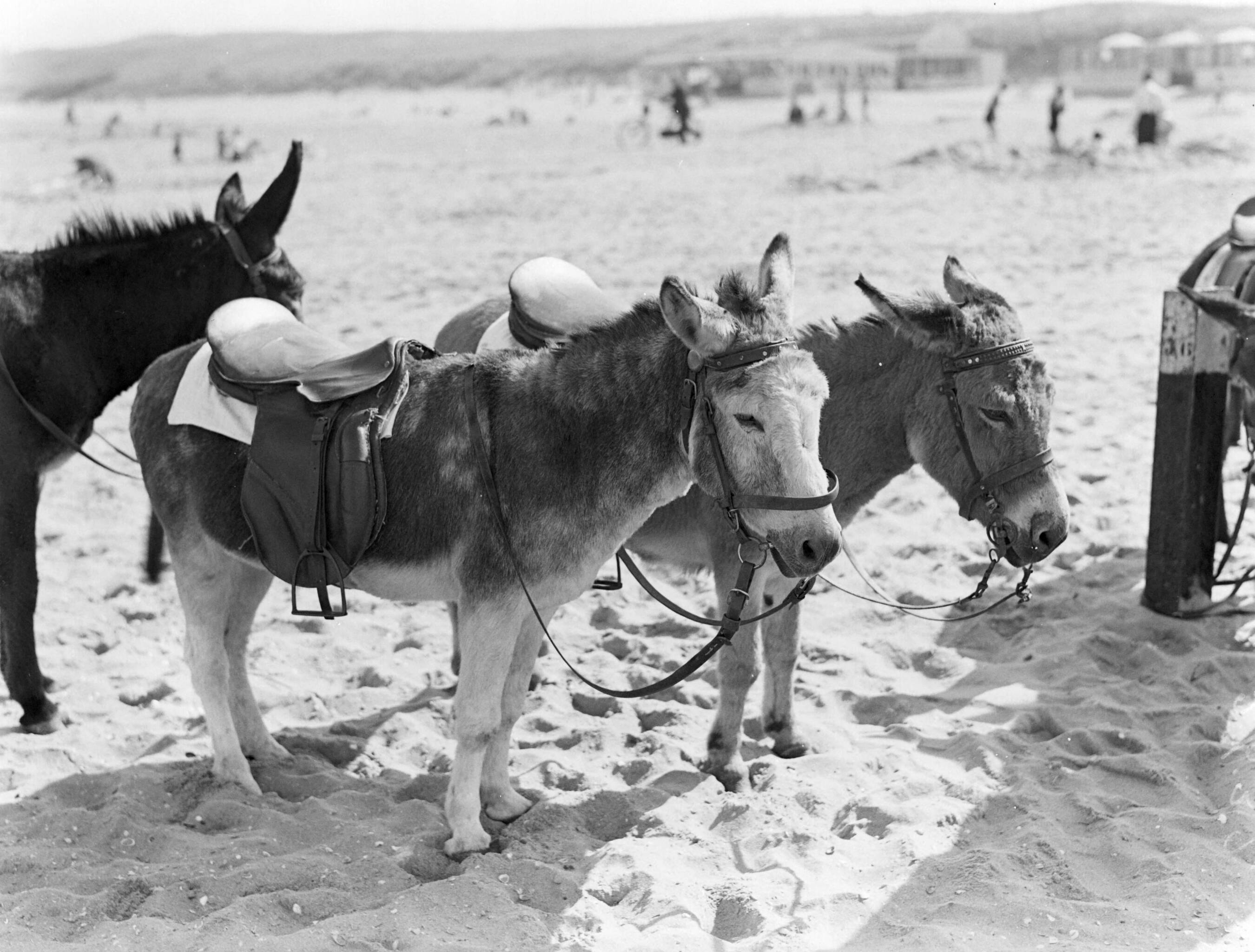 Scheveningen. — Ezeltjes op het strand in Scheveningen — Foto: Poll, Willem van de. Licentie: Set B: Rechtenvrij / Publiek Domein. Bron: Nationaal Archief. http://hdl.handle.net/10648/ae9abfb2-d0b4-102d-bcf8-003048976d84