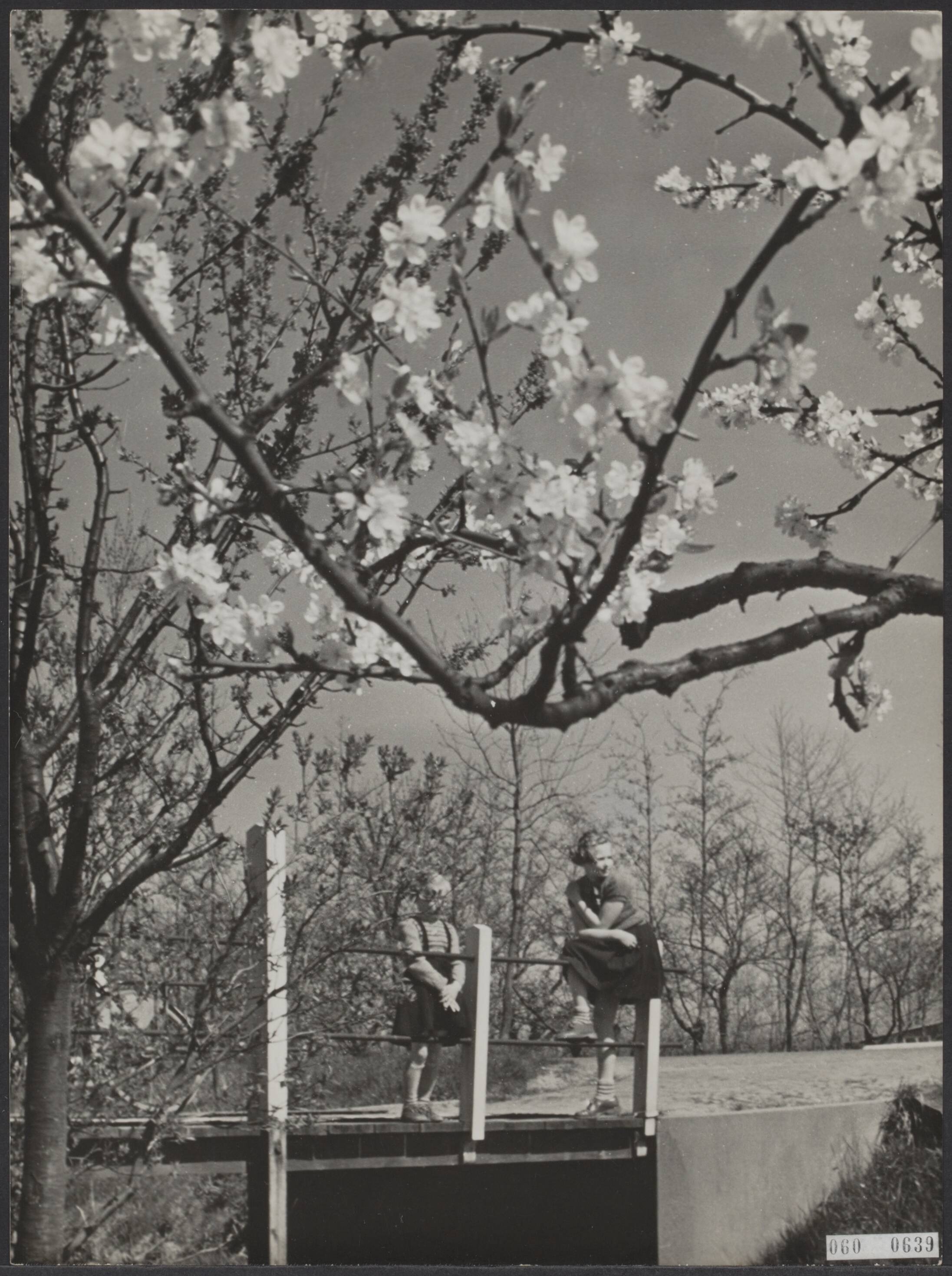 Fotocollectie Elsevier Binnenland — Boomgaard in de Beemster in bloei — Foto: Fotograaf Onbekend / Anefo. Licentie: Set B: Rechtenvrij / Publiek Domein. Bron: Nationaal Archief. http://hdl.handle.net/10648/ae0deb1e-d0b4-102d-bcf8-003048976d84