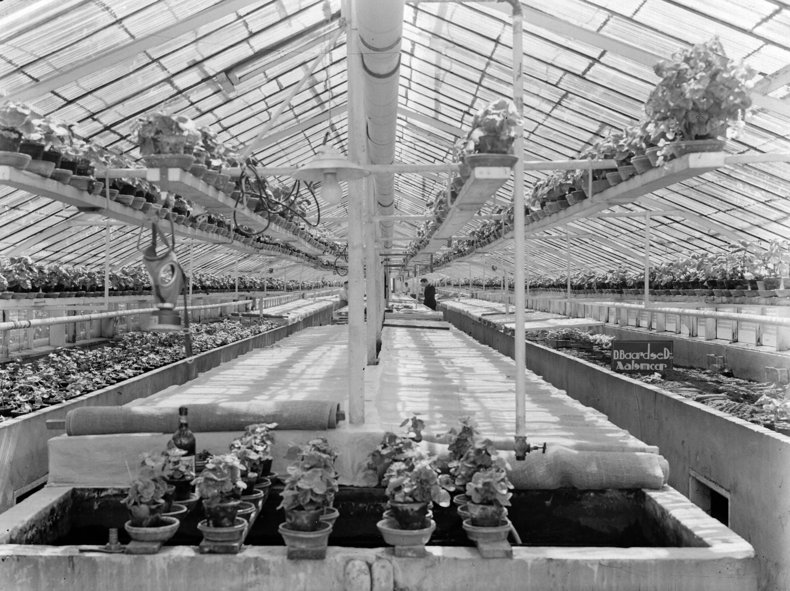 Productfoto's; plantenkas — Plantenkas van de fa. D. Baardse in Aalsmeer — Foto: Poll, Willem van de. Licentie: Set B: Rechtenvrij / Publiek Domein. Bron: Nationaal Archief. http://hdl.handle.net/10648/ae9eb8ce-d0b4-102d-bcf8-003048976d84