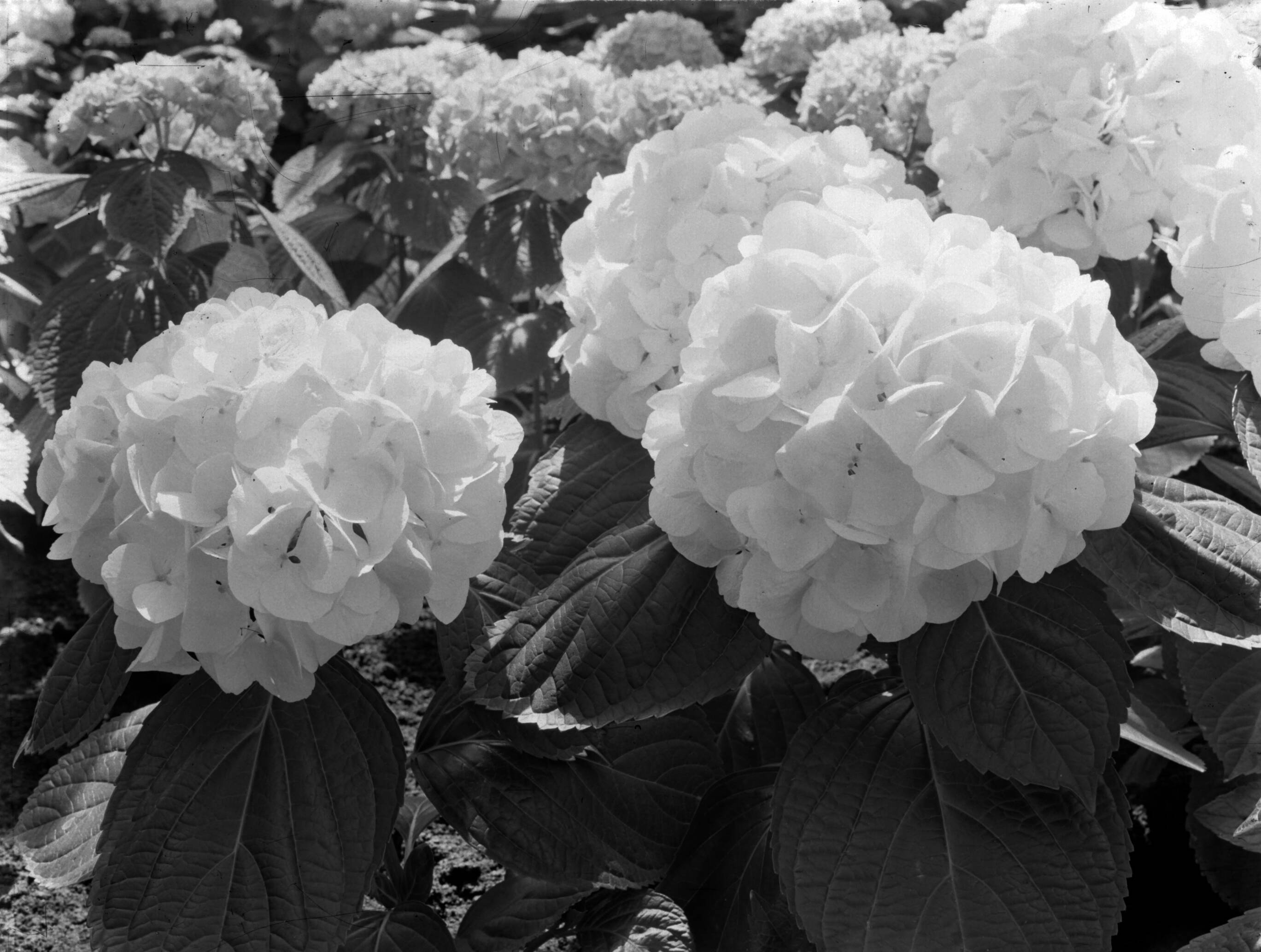 Productfoto's; plantenkas — Hortensia's in de kas van fa. D. Baardse in Aalsmeer — Foto: Poll, Willem van de. Licentie: Set B: Rechtenvrij / Publiek Domein. Bron: Nationaal Archief. http://hdl.handle.net/10648/ae9ebff4-d0b4-102d-bcf8-003048976d84