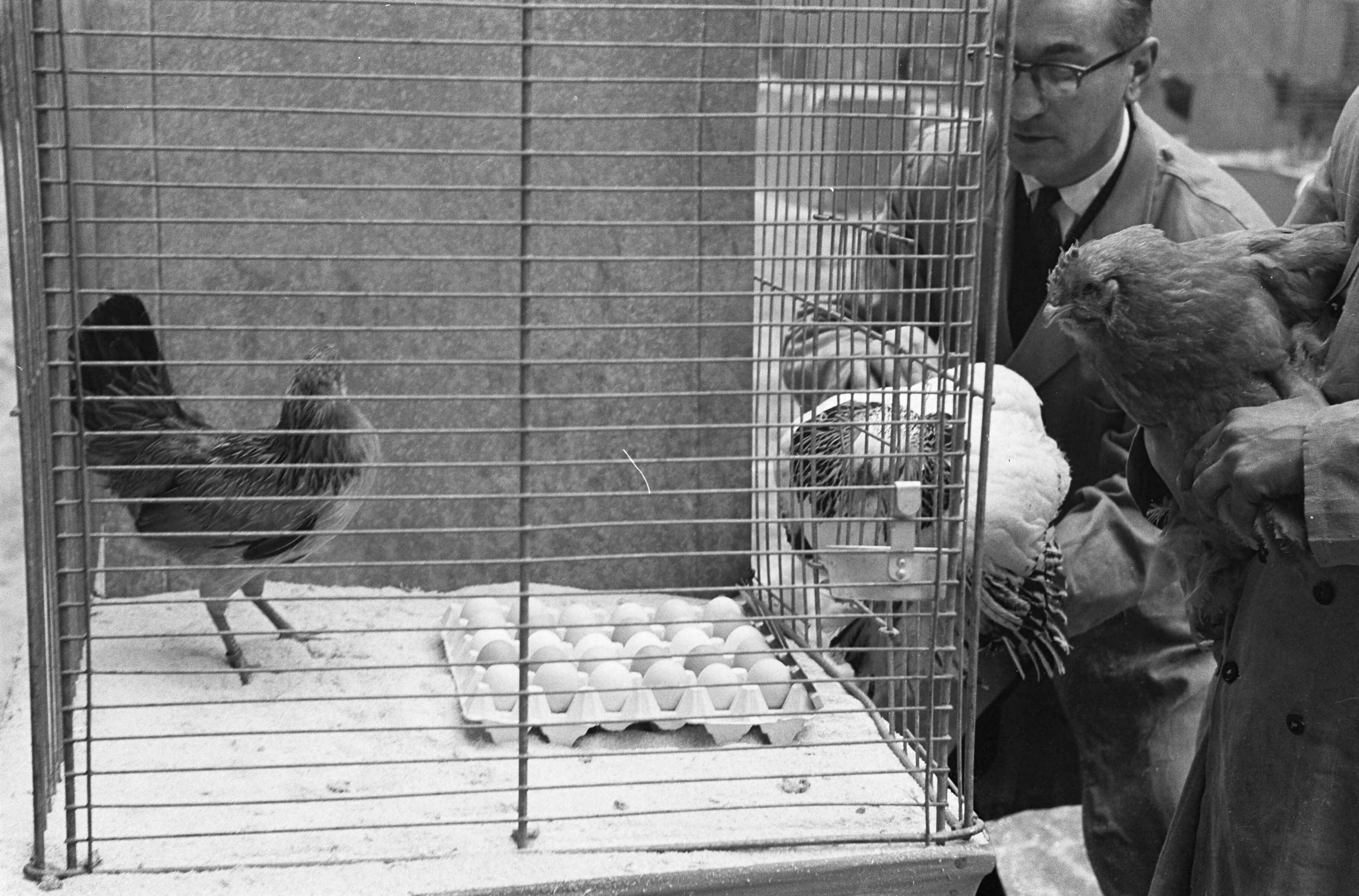Fotocollectie Anefo — Avicultura Slotshow voor Kleindierenteelt in Den Haag. Araucana kip met blauwe eieren — Foto: Pot, Harry / Anefo. Licentie: Set B: Rechtenvrij / Publiek Domein. Bron: Nationaal Archief. http://hdl.handle.net/10648/a9f4b800-d0b4-102d-bcf8-003048976d84
