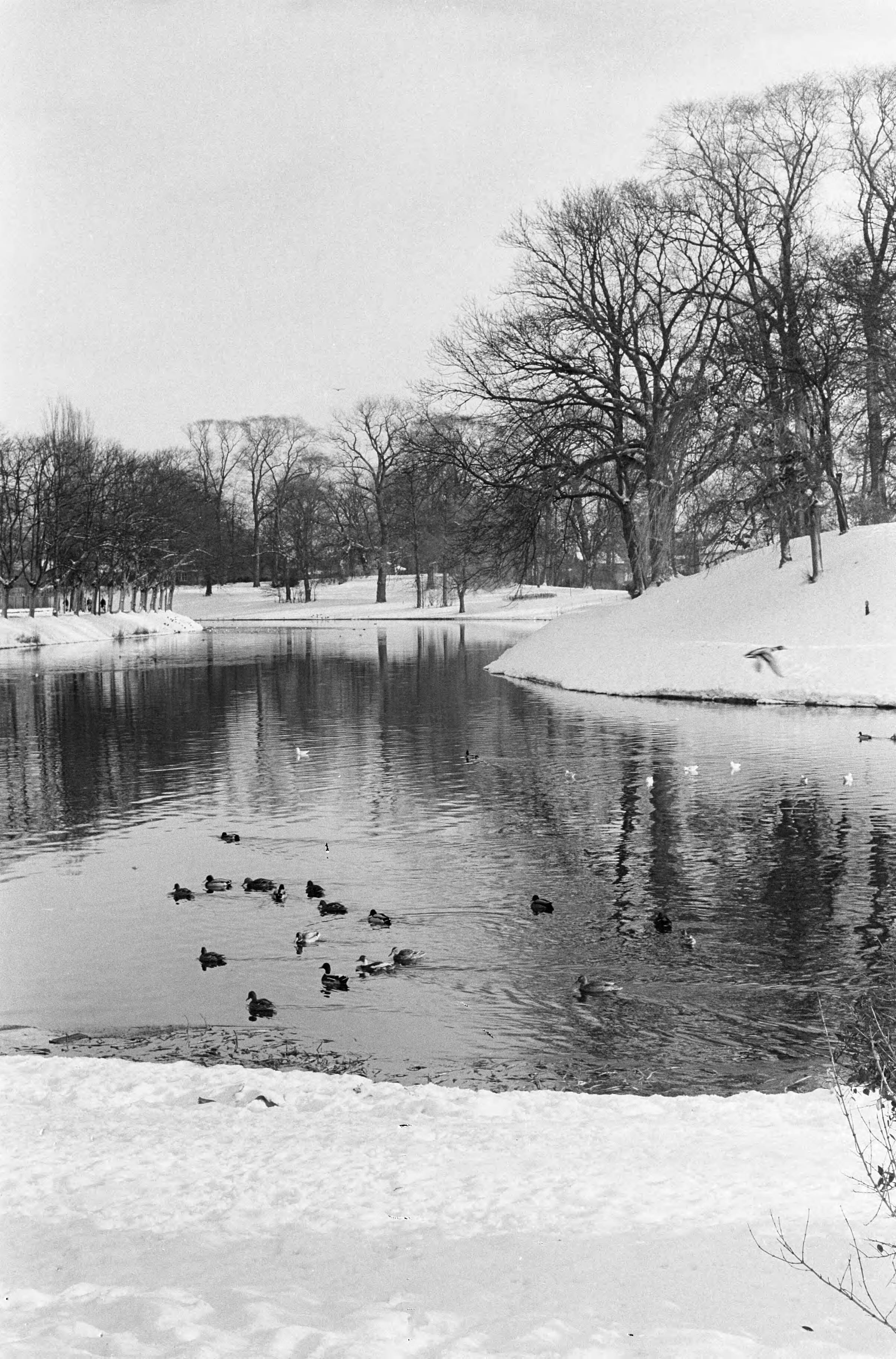 Fotocollectie Anefo — Friesland maakt voorbereidingen voor de Elfstedentocht, de Prinsentuin te Leeuwarden — Foto: Pot, Harry / Anefo. Licentie: Set B: Rechtenvrij / Publiek Domein. Bron: Nationaal Archief. http://hdl.handle.net/10648/aa2601c6-d0b4-102d-bcf8-003048976d84