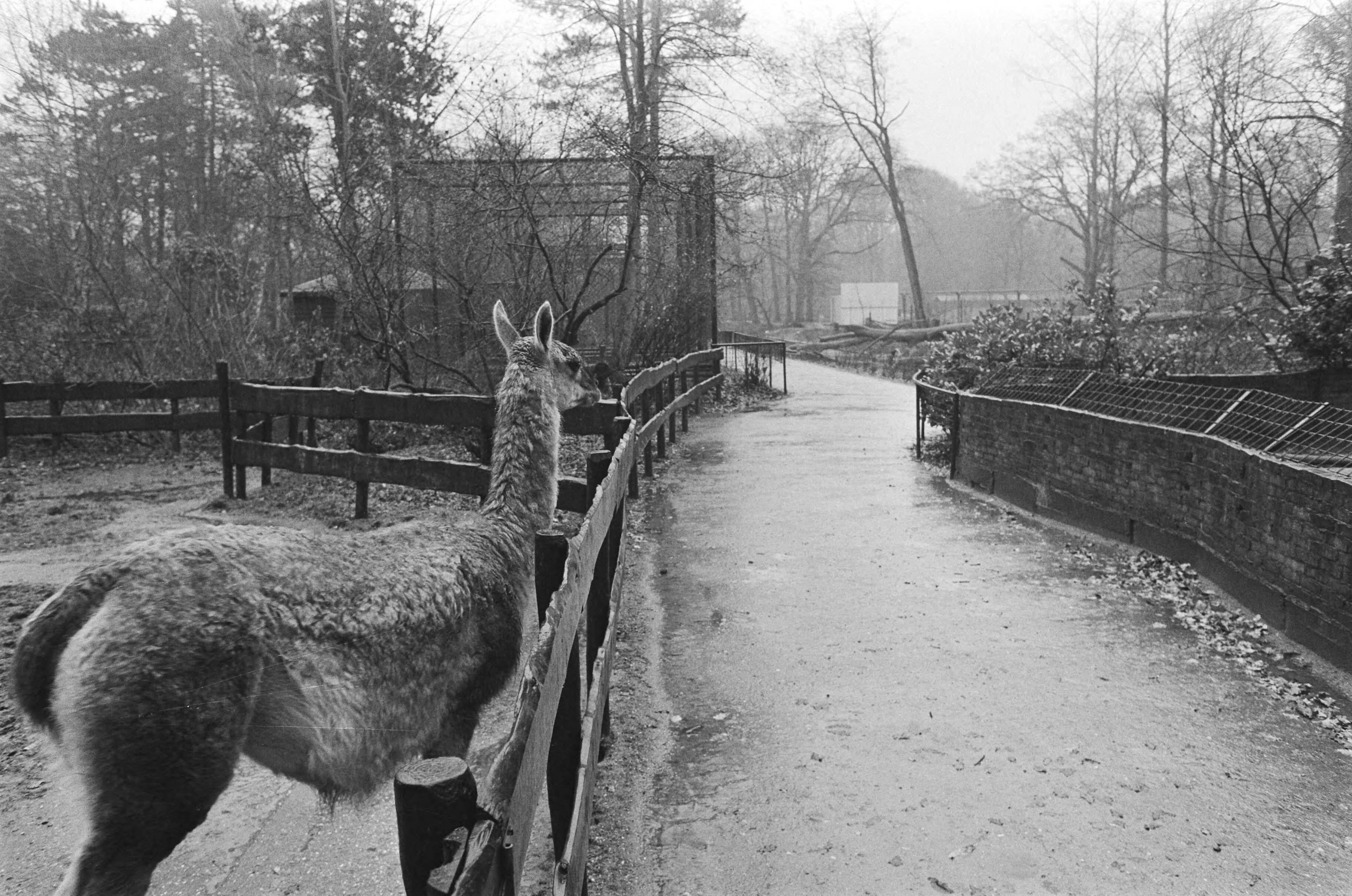 Fotocollectie Anefo — Dierenpark Wassenaar gesloten — Foto: Croes, Rob C. / Anefo. Licentie: Set B: Rechtenvrij / Publiek Domein. Bron: Nationaal Archief. http://hdl.handle.net/10648/ad4d3fd6-d0b4-102d-bcf8-003048976d84