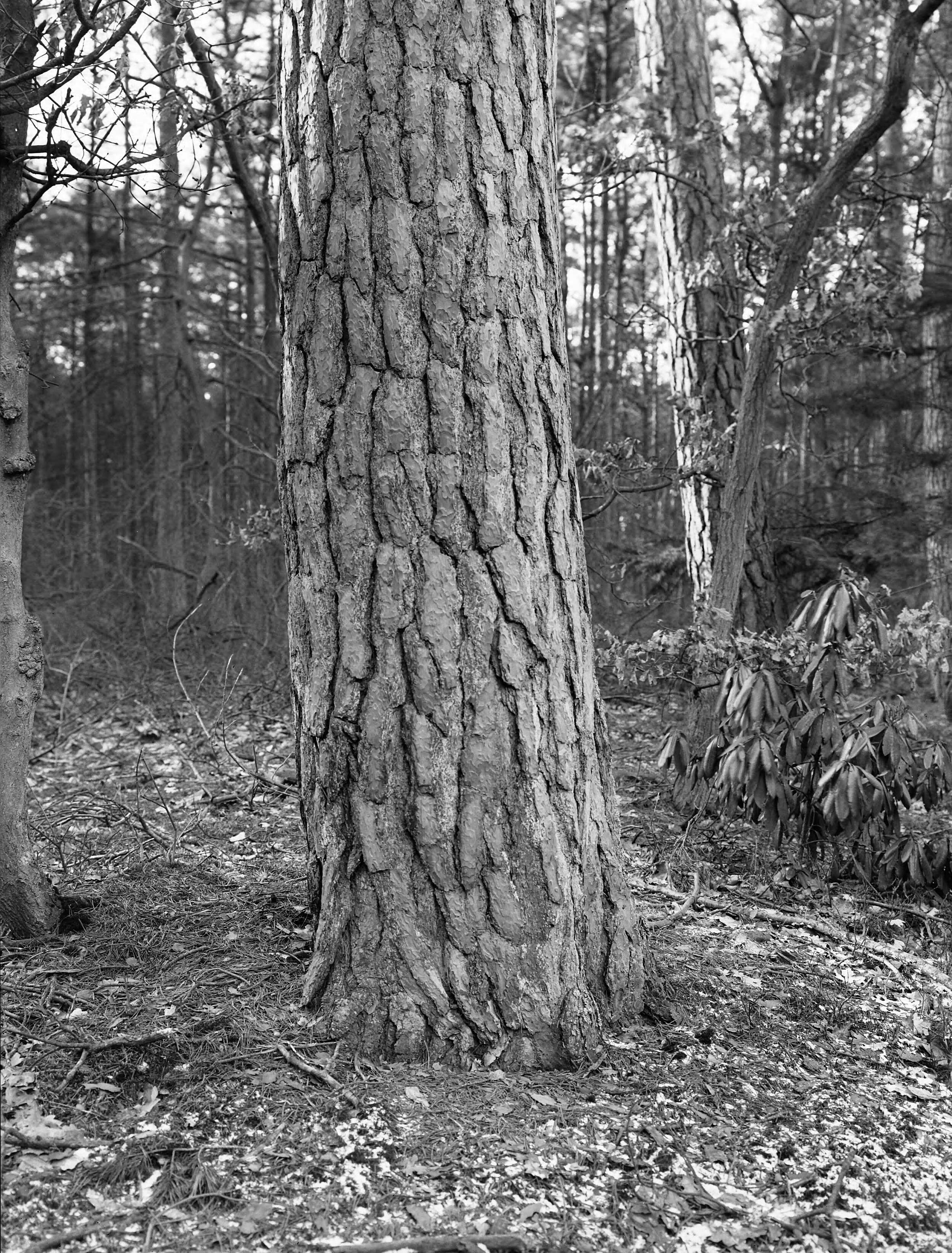 Fotocollectie Nederlandse Heidemaatschappij — Grove den op landgoed Luchtenburg. Boomstam — Foto: Fotograaf Onbekend / Heidemij. Licentie: Set B: Rechtenvrij / Publiek Domein. Bron: Nationaal Archief. http://hdl.handle.net/10648/ae421dda-d0b4-102d-bcf8-003048976d84