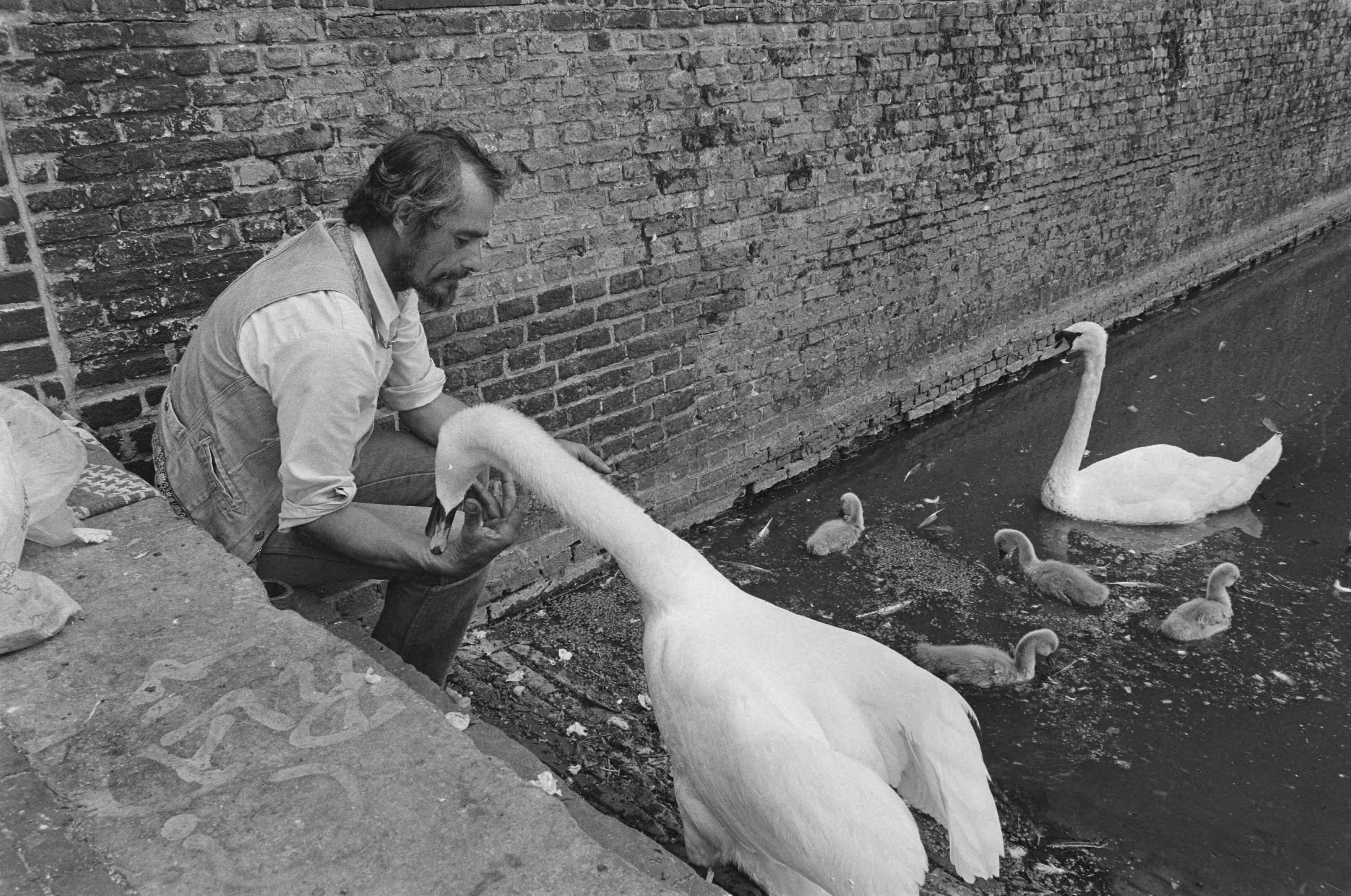 Fotocollectie Anefo — Voeren van zwanenpaar met jongen in Hofvijver te Den Haag — Foto: Croes, Rob C. / Anefo. Licentie: Set B: Rechtenvrij / Publiek Domein. Bron: Nationaal Archief. http://hdl.handle.net/10648/ad6238dc-d0b4-102d-bcf8-003048976d84