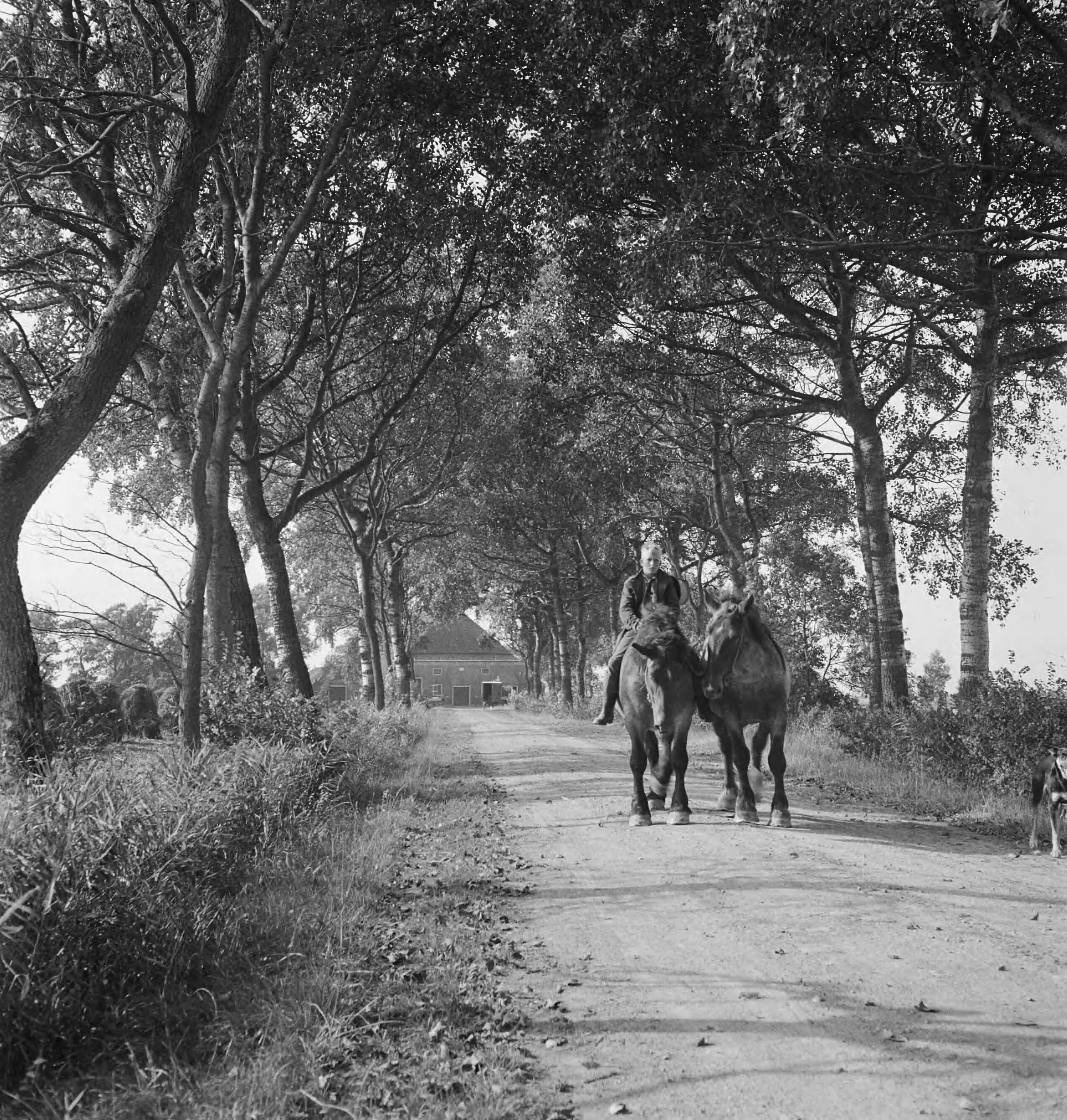 Fotocollectie Nederlandse Heidemaatschappij — Oprijlaan voor boerderij J.F. Pier - Stedum — Foto: Tromp, [...] / Heidemij. Licentie: Set B: Rechtenvrij / Publiek Domein. Bron: Nationaal Archief. http://hdl.handle.net/10648/ae7d19ee-d0b4-102d-bcf8-003048976d84