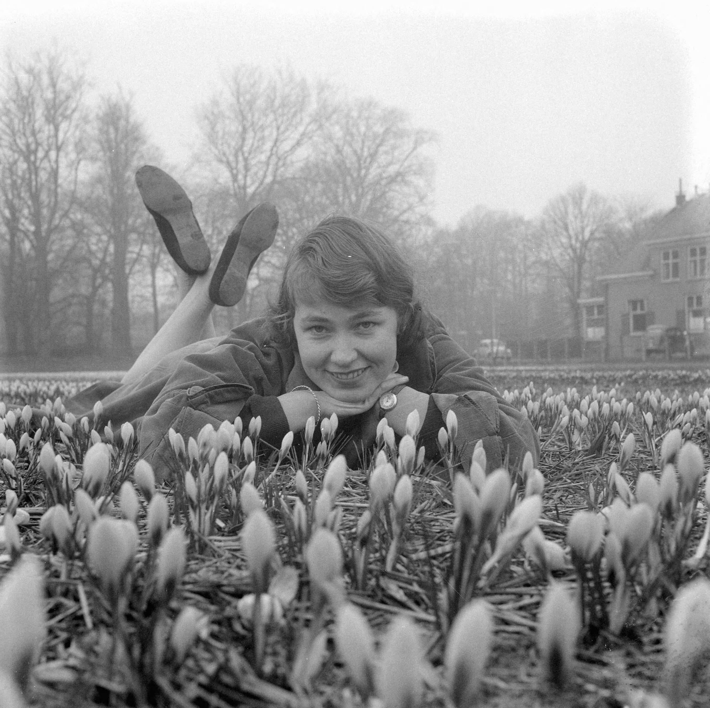 Fotocollectie Anefo — Crocussen bloeien in Overveen — Foto: Pot, Harry / Anefo. Licentie: Set B: Rechtenvrij / Publiek Domein. Bron: Nationaal Archief. http://hdl.handle.net/10648/a9753cf6-d0b4-102d-bcf8-003048976d84