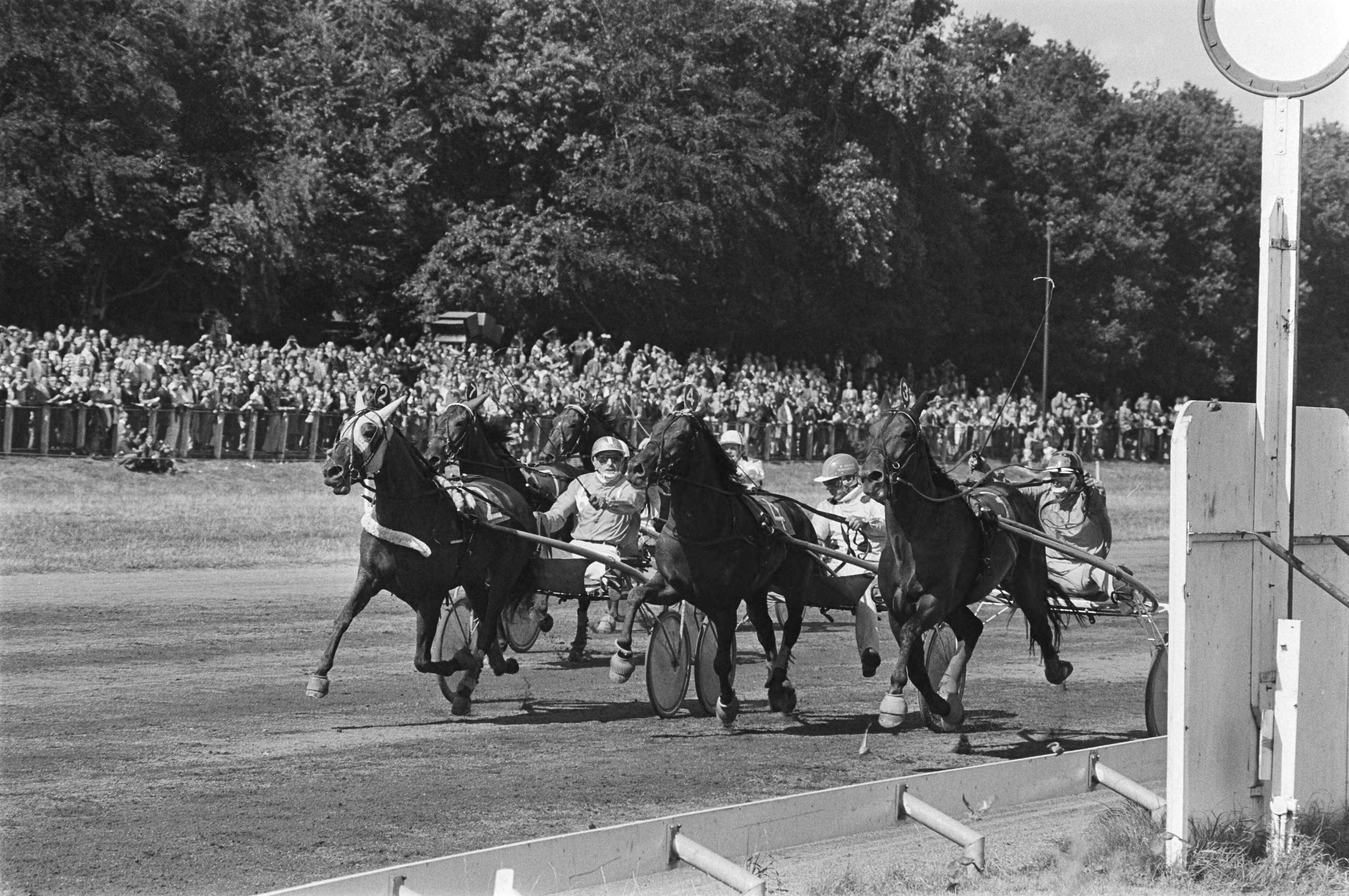 Fotocollectie Anefo — Derby voor driejarigen op Duindigt, winnende Omsa Pride met Wagenaar. Olafski Ilenska en Van der Bonk, derde: Othella Hinda — Foto: Verhoeff, Bert / Anefo. Licentie: Set B: Rechtenvrij / Publiek Domein. Bron: Nationaal Archief. http://hdl.handle.net/10648/ac890986-d0b4-102d-bcf8-003048976d84