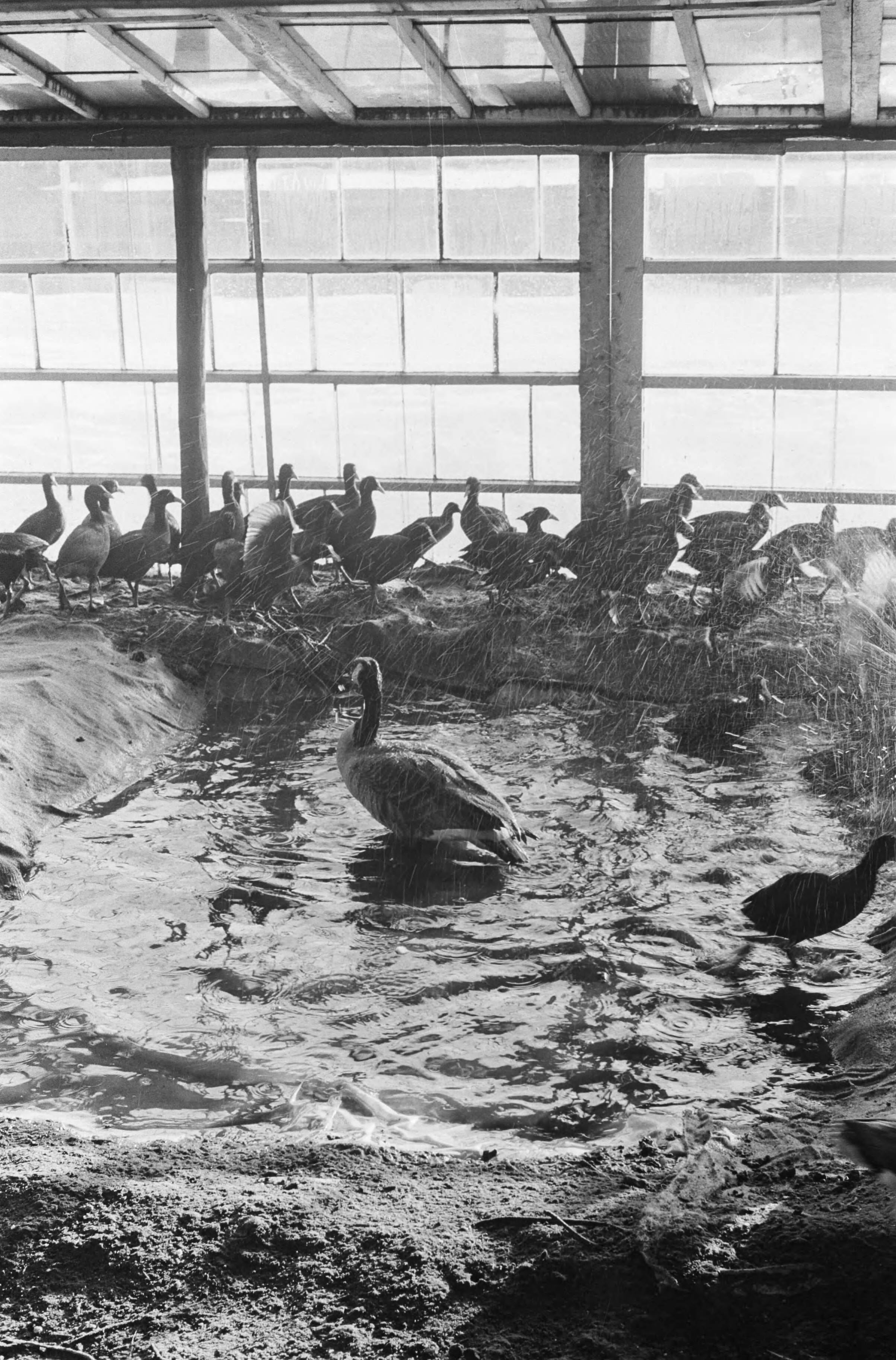 Fotocollectie Anefo — Vogelhulp in broeikassen stadskwekerijen te Haarlem, de verkleumde vogels in de kas — Foto: Pot, Harry / Anefo. Licentie: Set B: Rechtenvrij / Publiek Domein. Bron: Nationaal Archief. http://hdl.handle.net/10648/aa26e46a-d0b4-102d-bcf8-003048976d84